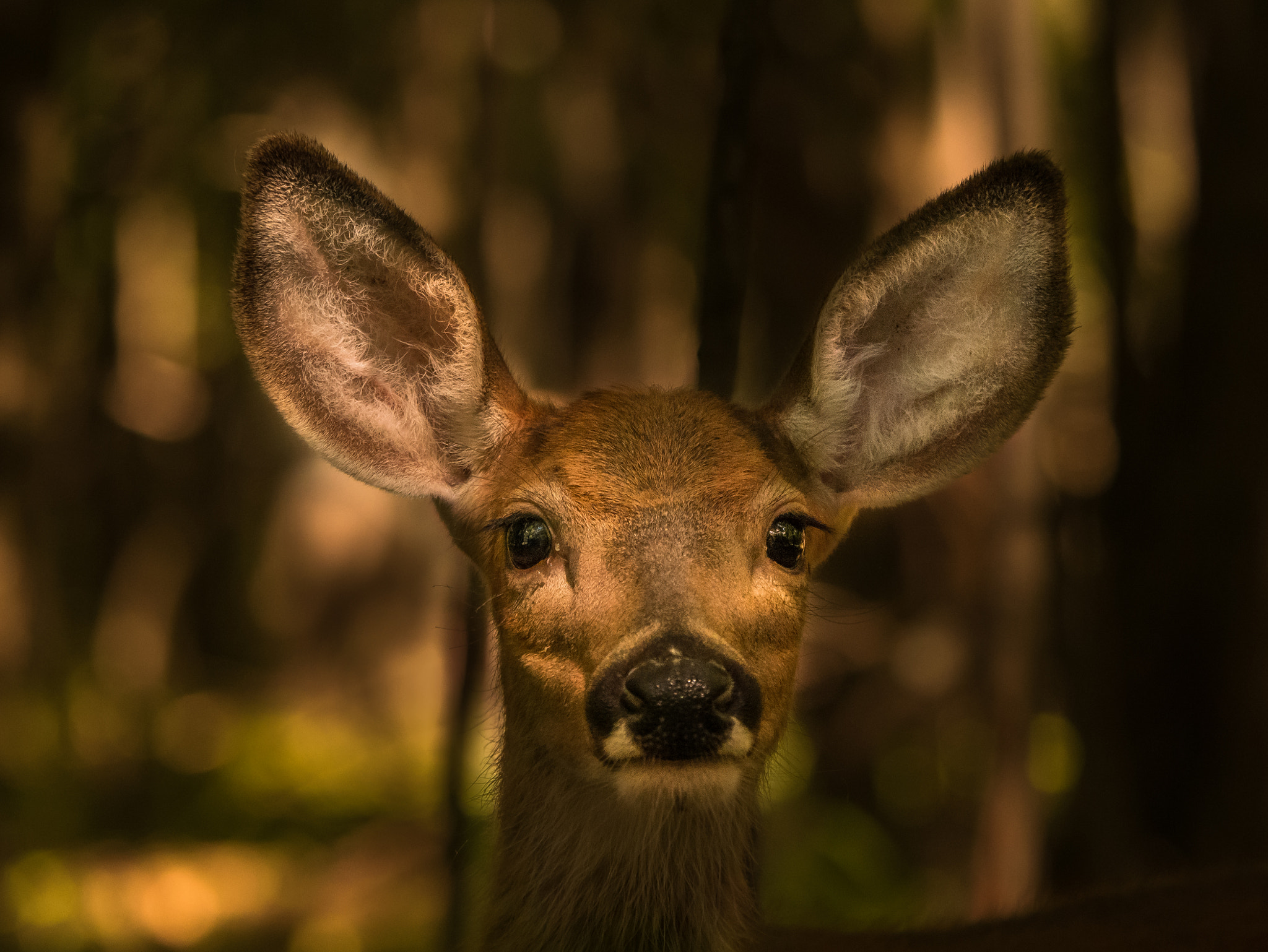 Panasonic Lumix DMC-G7 sample photo. Portrait deer in nature photography