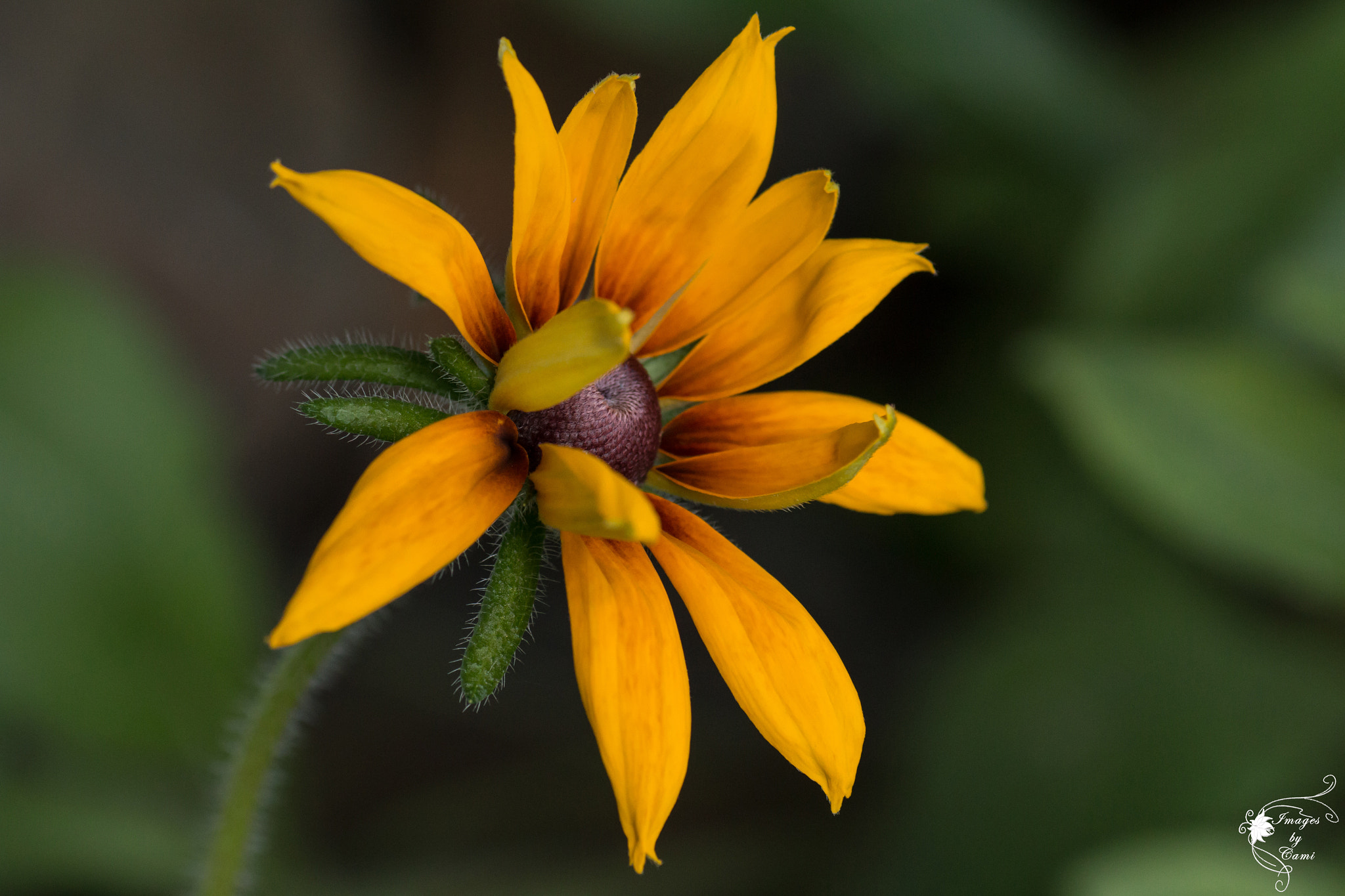 Canon EOS 70D + Tamron SP AF 90mm F2.8 Di Macro sample photo. Black eyed susan photography