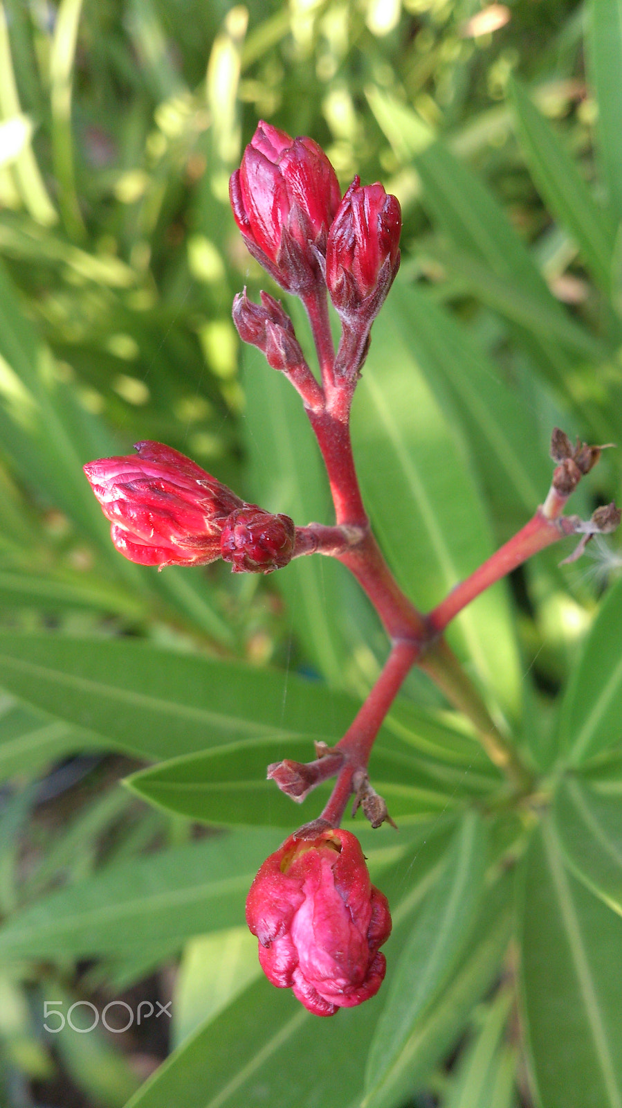 Sony Xperia T sample photo. Oleander buds photography