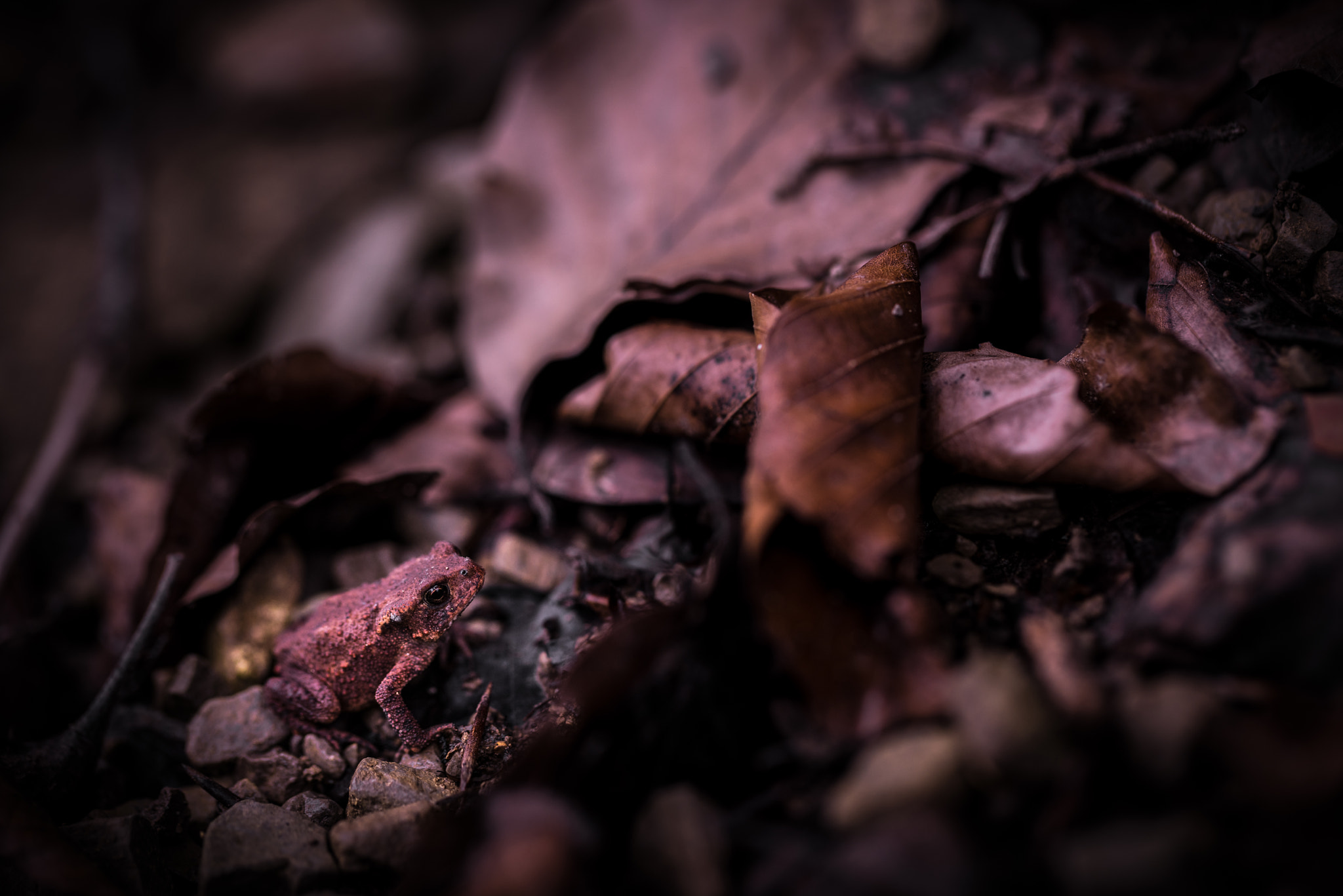 Tamron 18-270mm F3.5-6.3 Di II PZD sample photo. Little toad photography