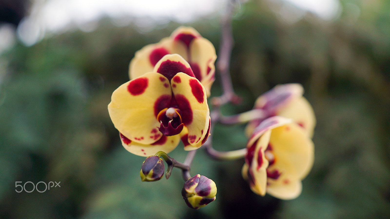 Sony a7S II + Sony FE 24-70mm F2.8 GM sample photo. Too much of everything is never enough photography