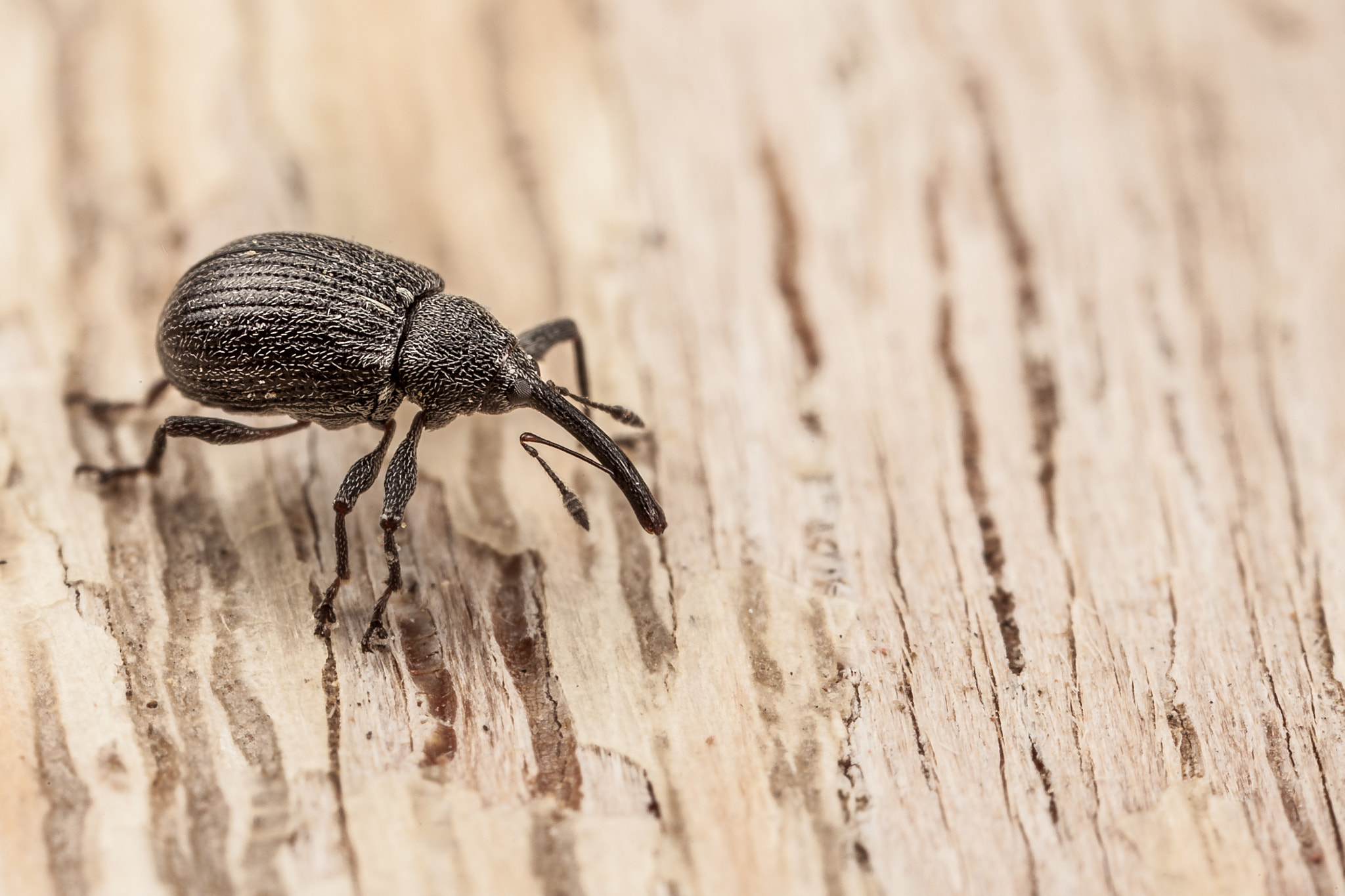 Canon EOS 5D Mark II + Canon MP-E 65mm F2.5 1-5x Macro Photo sample photo. Strawberry blossom weevil photography