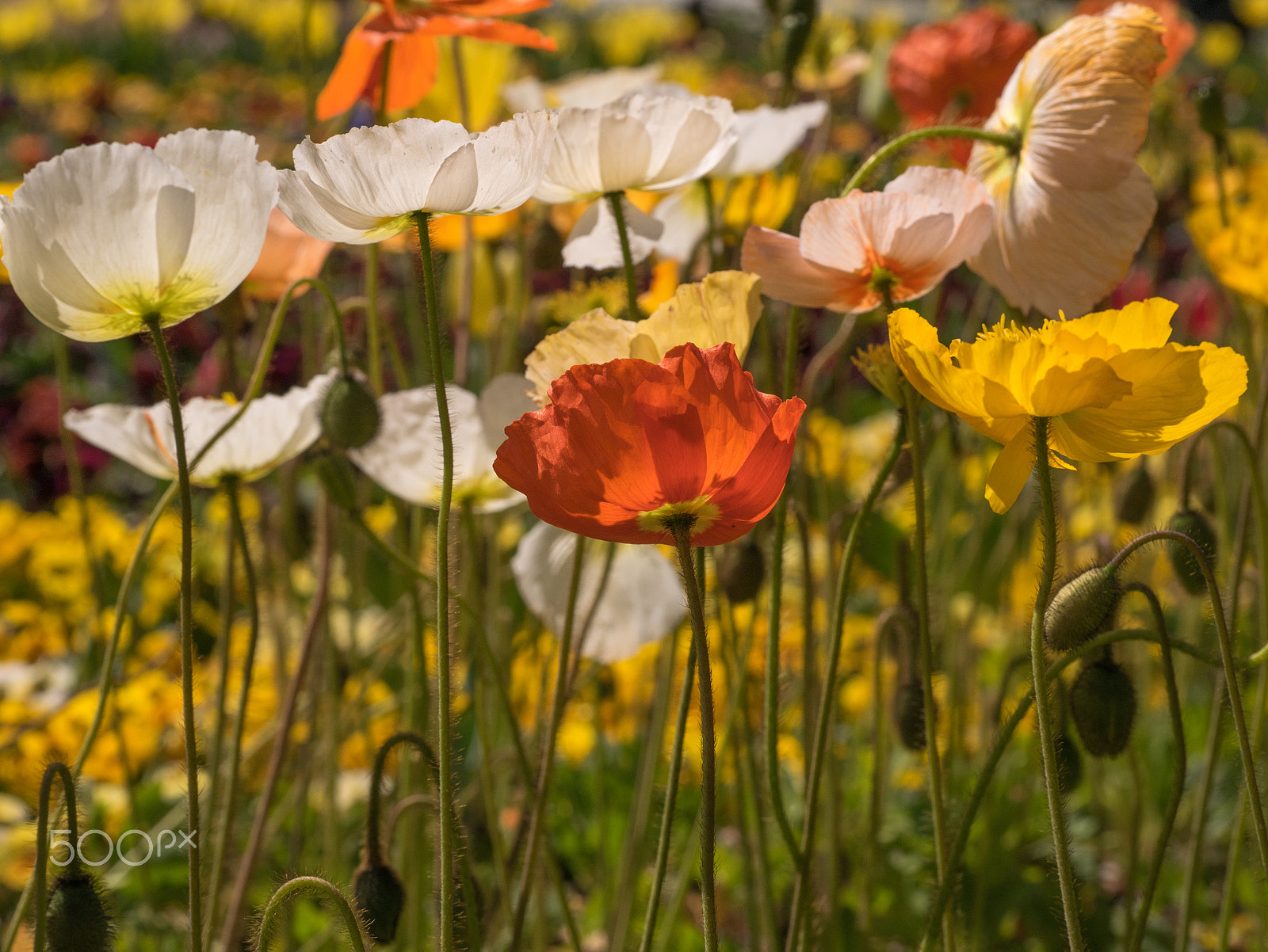 Panasonic DMC-GM1S sample photo. Floriade 2016 -8 photography