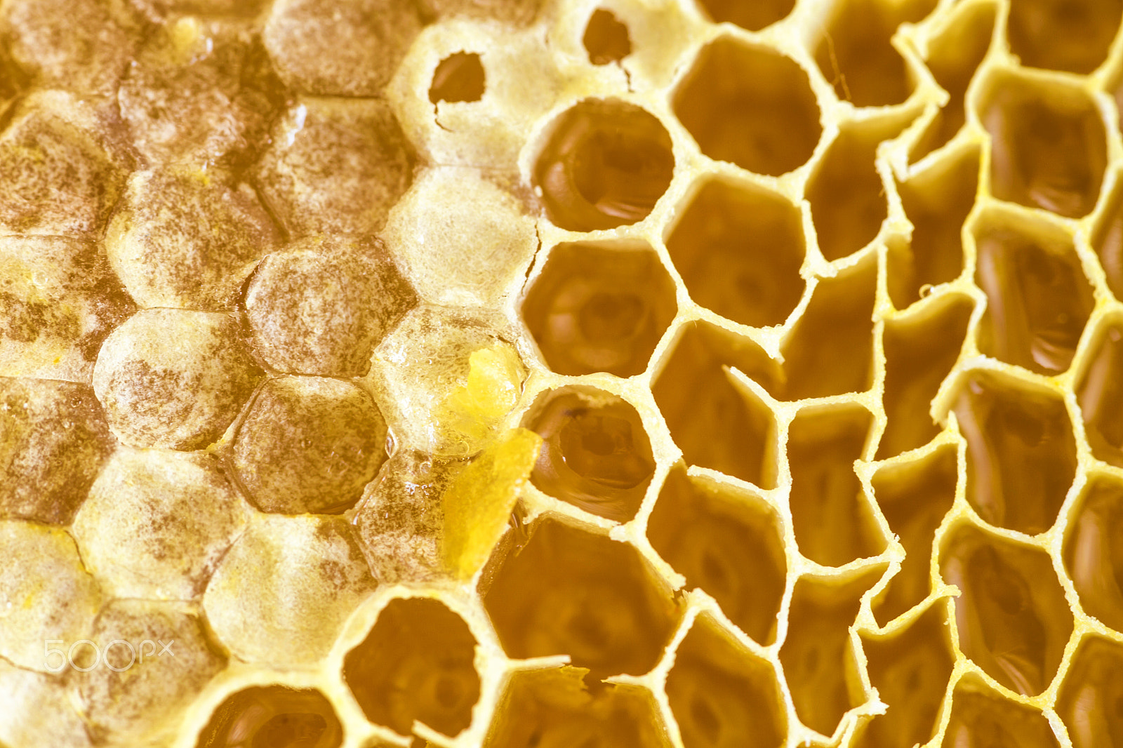 Sigma 105mm F2.8 EX DG Macro sample photo. Honey comb photography