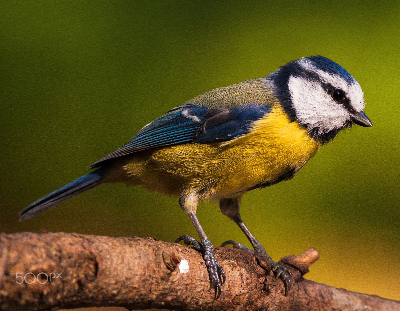 Sigma 150-600mm F5-6.3 DG OS HSM | C sample photo. Blue tit / pimpelmees photography