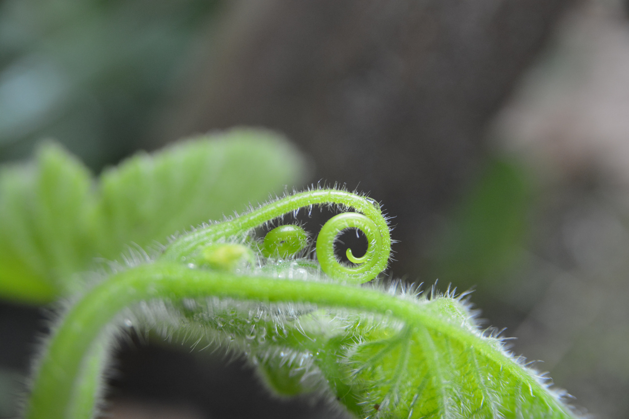 Sigma 17-70mm F2.8-4.5 DC Macro Asp. IF sample photo. Dsc photography