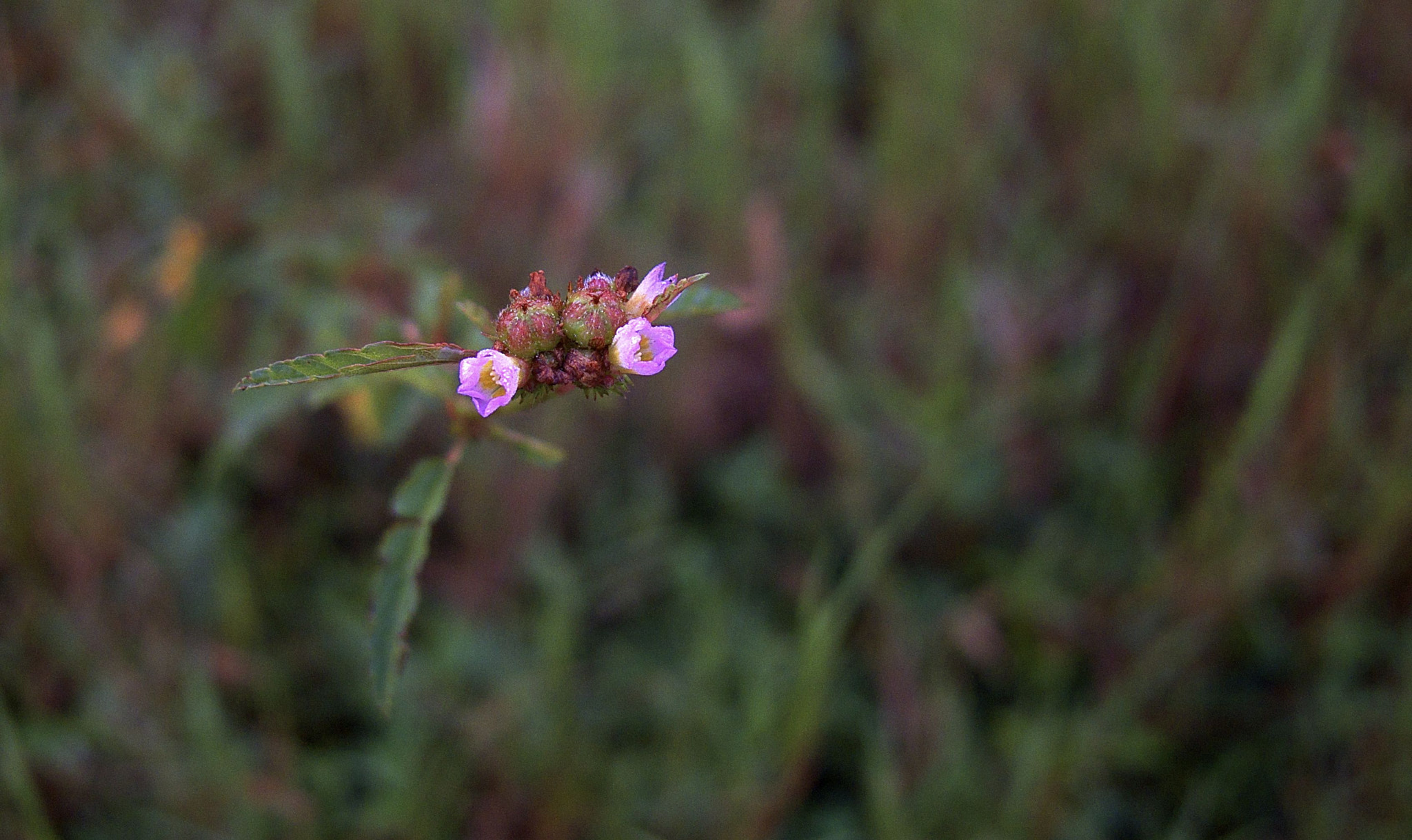 Pentax Q sample photo. Flower in the grass photography