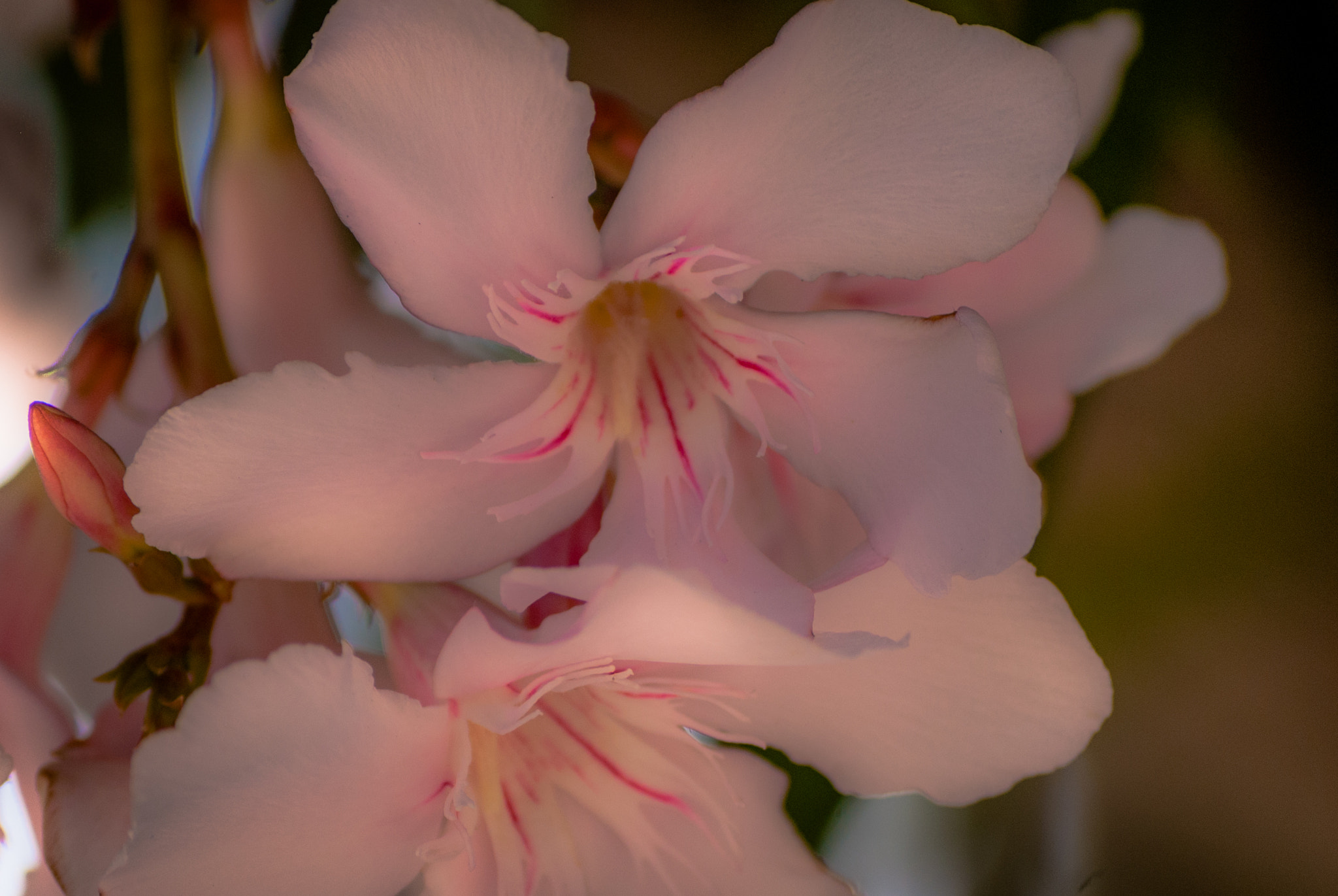 Nikon D40X sample photo. Tenderness photography