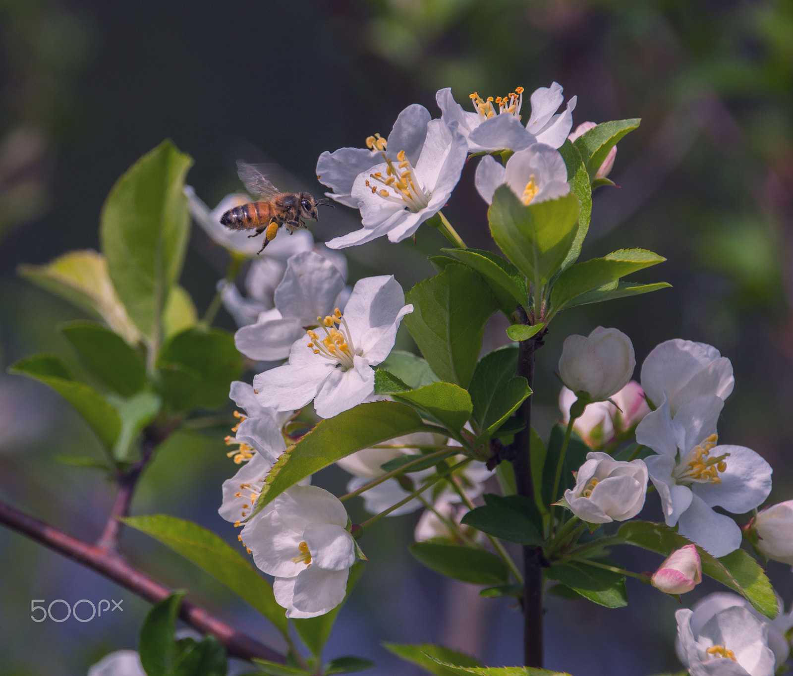 Canon EOS 650D (EOS Rebel T4i / EOS Kiss X6i) sample photo. A bee photography