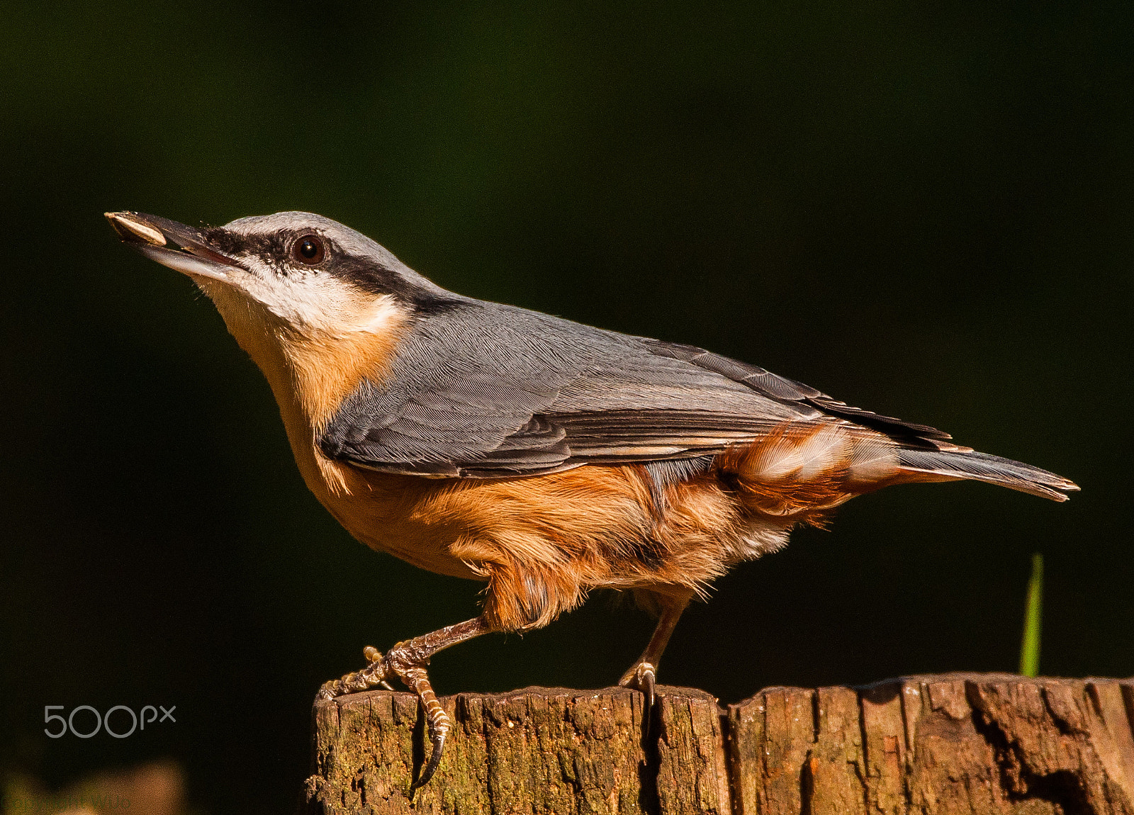 Nikon D90 + Sigma 150-600mm F5-6.3 DG OS HSM | C sample photo. Nuthatch / boomklever photography