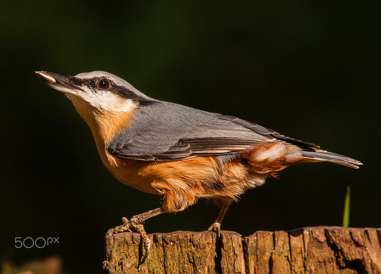 Sigma 150-600mm F5-6.3 DG OS HSM | C sample photo. Nuthatch / boomklever photography