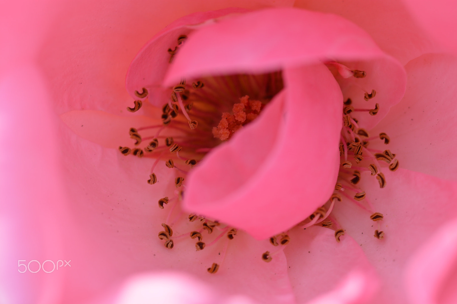 Nikon AF-S Micro-Nikkor 105mm F2.8G IF-ED VR sample photo. Dsc photography