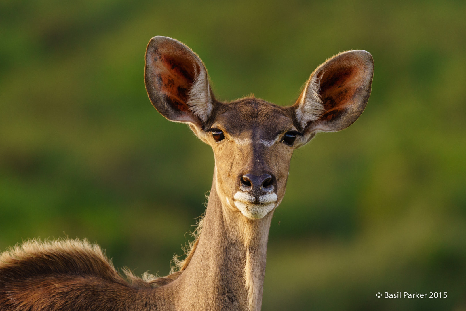 Tamron SP 150-600mm F5-6.3 Di VC USD sample photo. Greater kudu photography