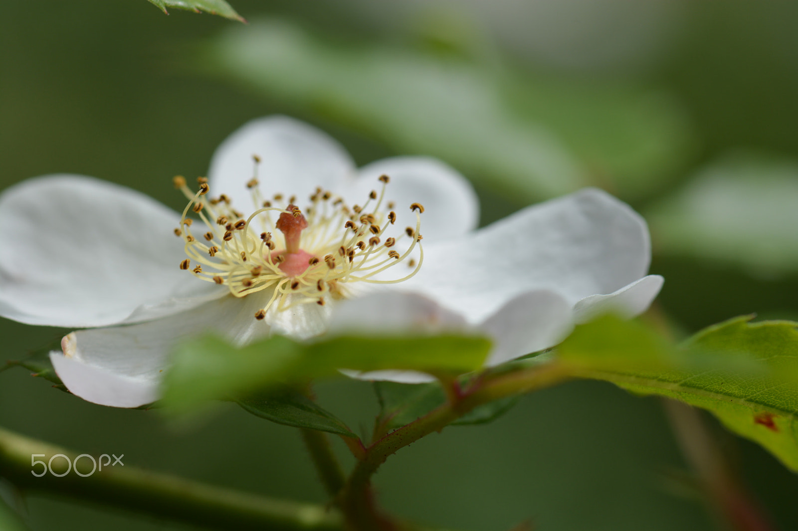 Nikon AF-S Micro-Nikkor 105mm F2.8G IF-ED VR sample photo. Dsc photography