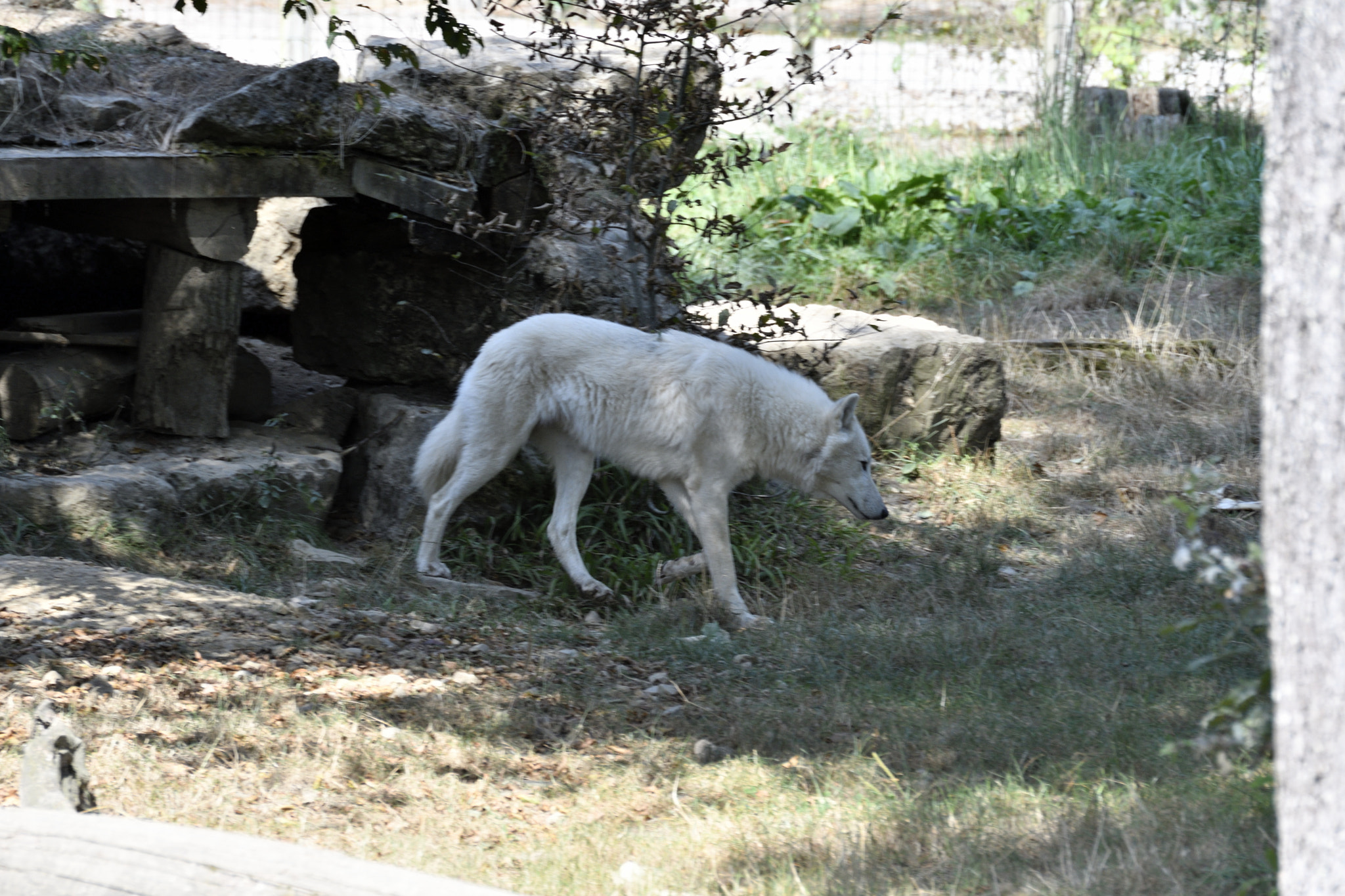 Nikon D500 sample photo. Le loup blanc photography