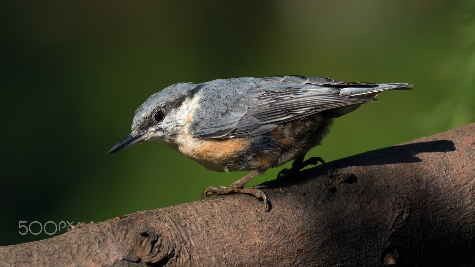 Canon EF 500mm F4L IS II USM sample photo. Mr angry photography