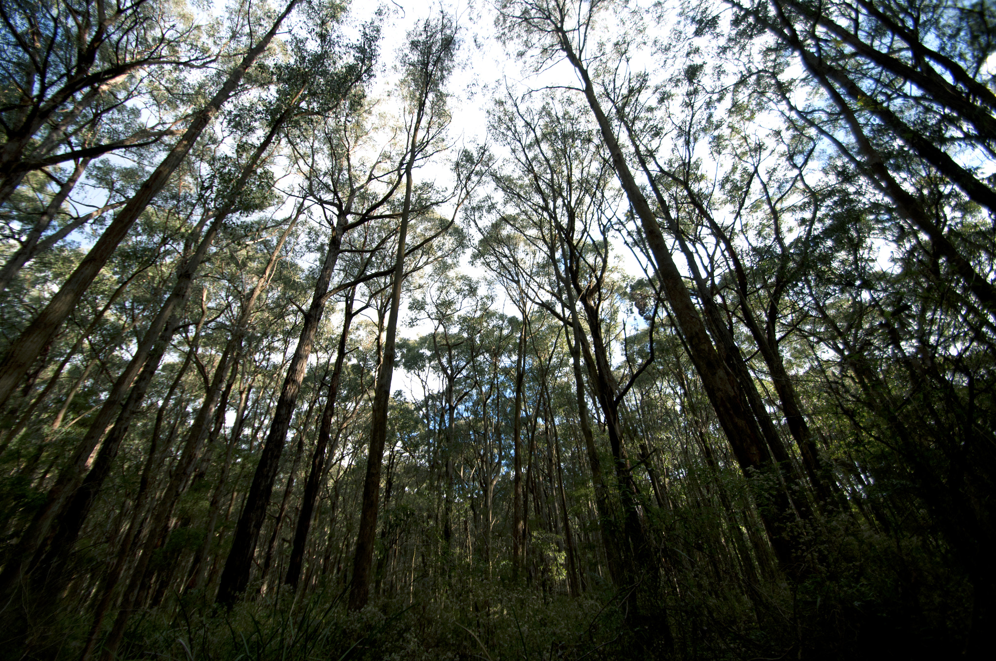 Nikon D90 + Tamron SP AF 10-24mm F3.5-4.5 Di II LD Aspherical (IF) sample photo. Kalorama eucalypt photography