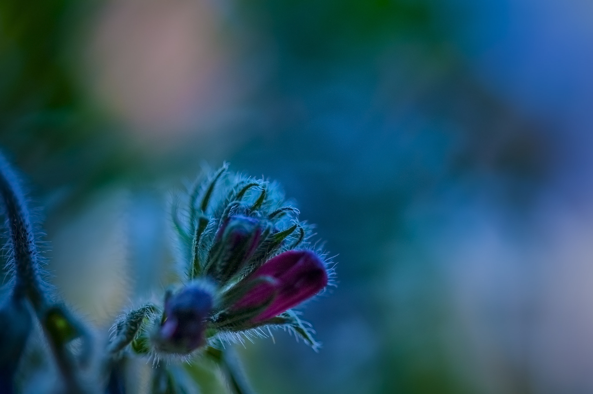Sigma 105mm F2.8 EX DG OS HSM sample photo. A002 photography
