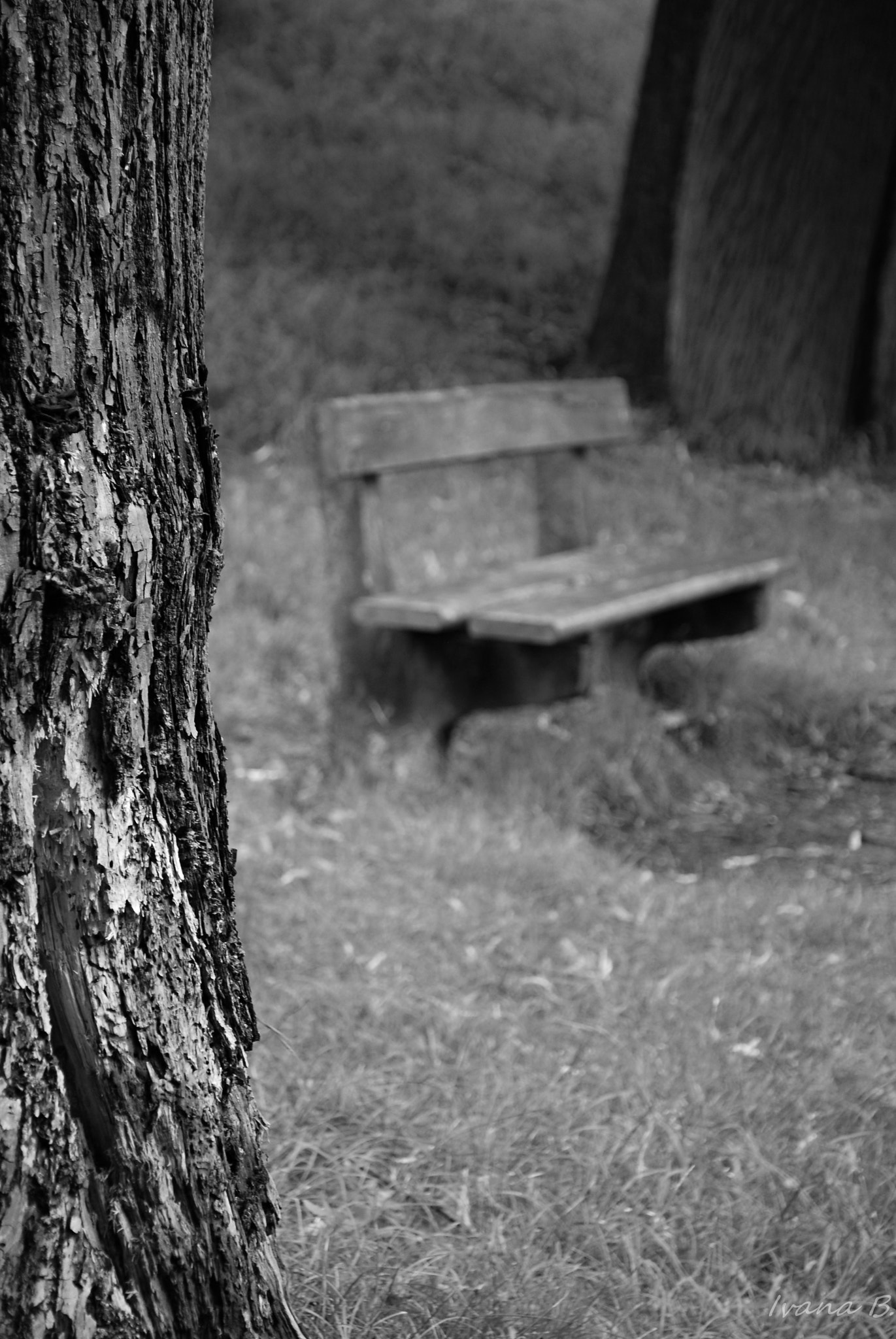 Nikon D40X sample photo. Park photography
