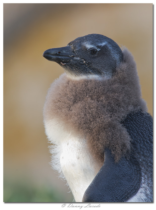Canon EF 300mm F2.8L IS USM sample photo. African penguin photography