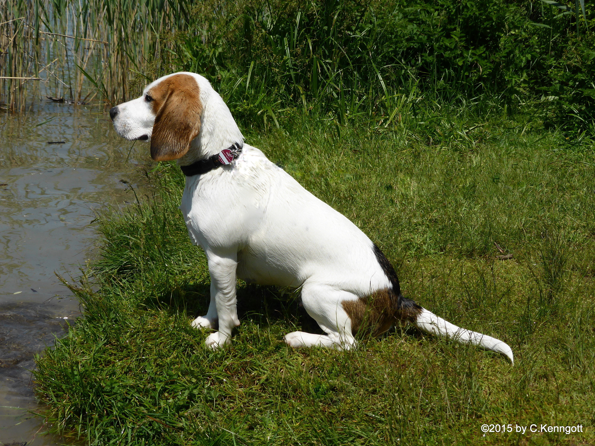 Panasonic DMC-TZ41 sample photo. Mein hund easy photography