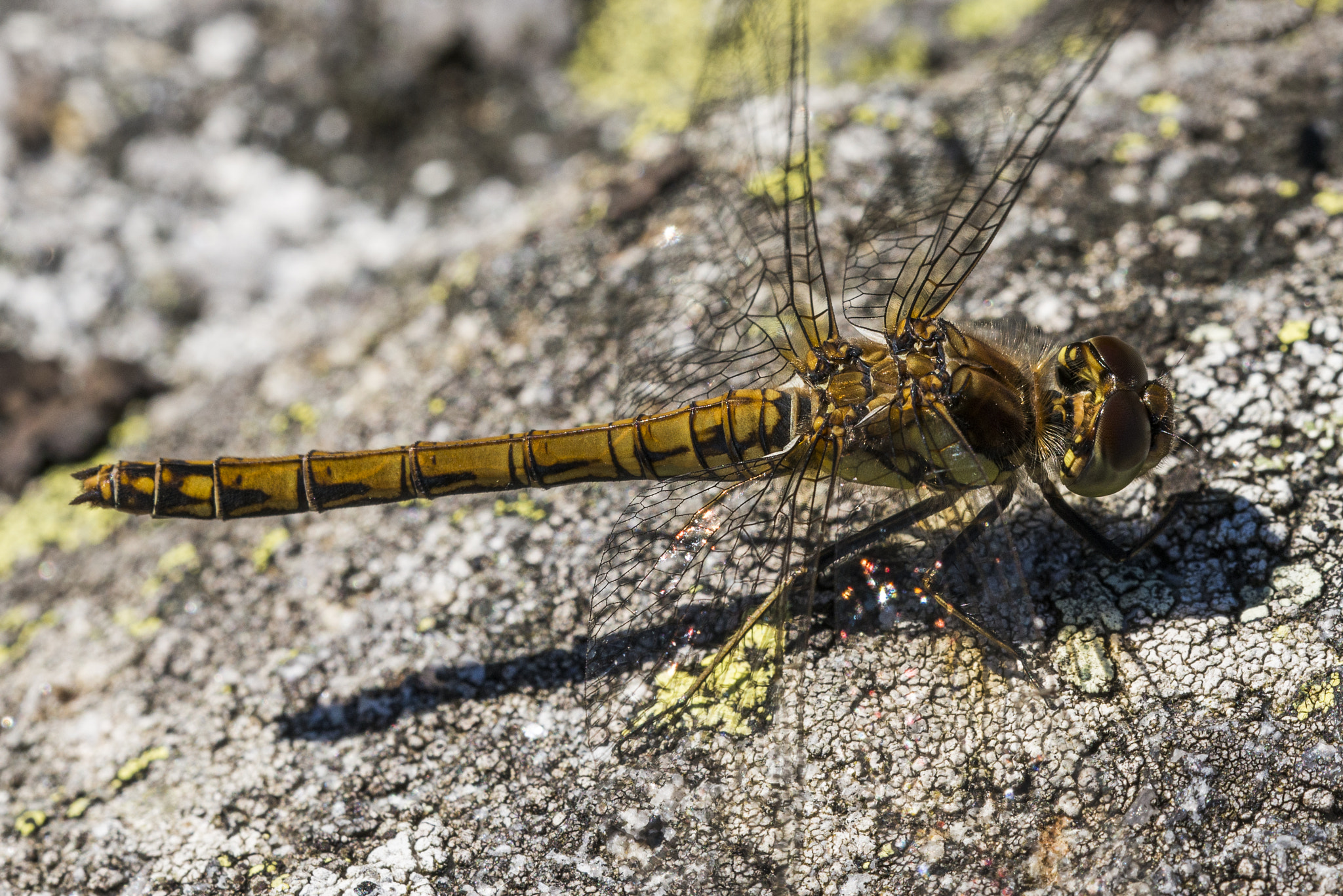 Nikon D800 + Sigma 150mm F2.8 EX DG OS Macro HSM sample photo. Sympetrum striolatum (f) photography