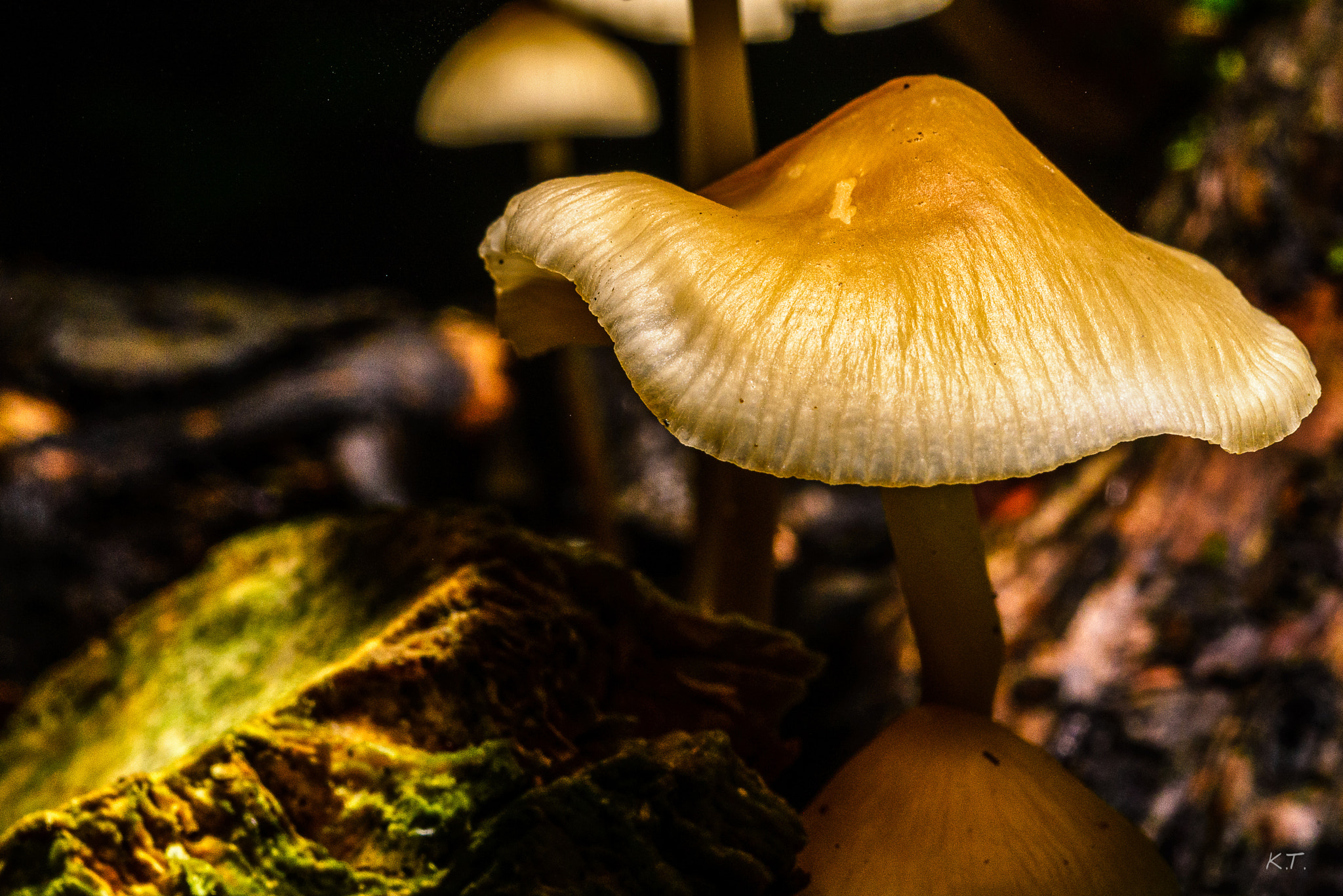 Nikon D610 + Nikon AF Micro-Nikkor 60mm F2.8D sample photo. Mushroom fashion? photography