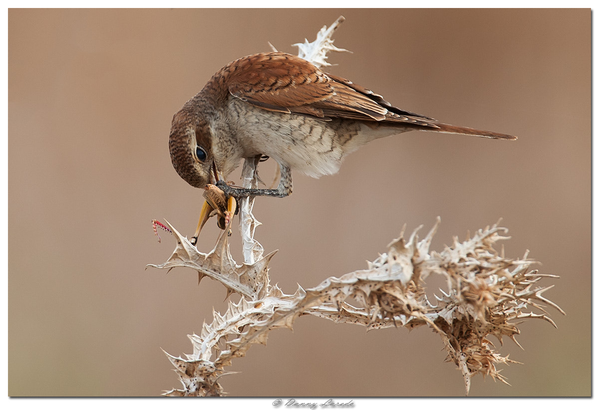 Canon EOS-1D Mark III + Canon EF 500mm F4L IS USM sample photo. Red backed shrike photography