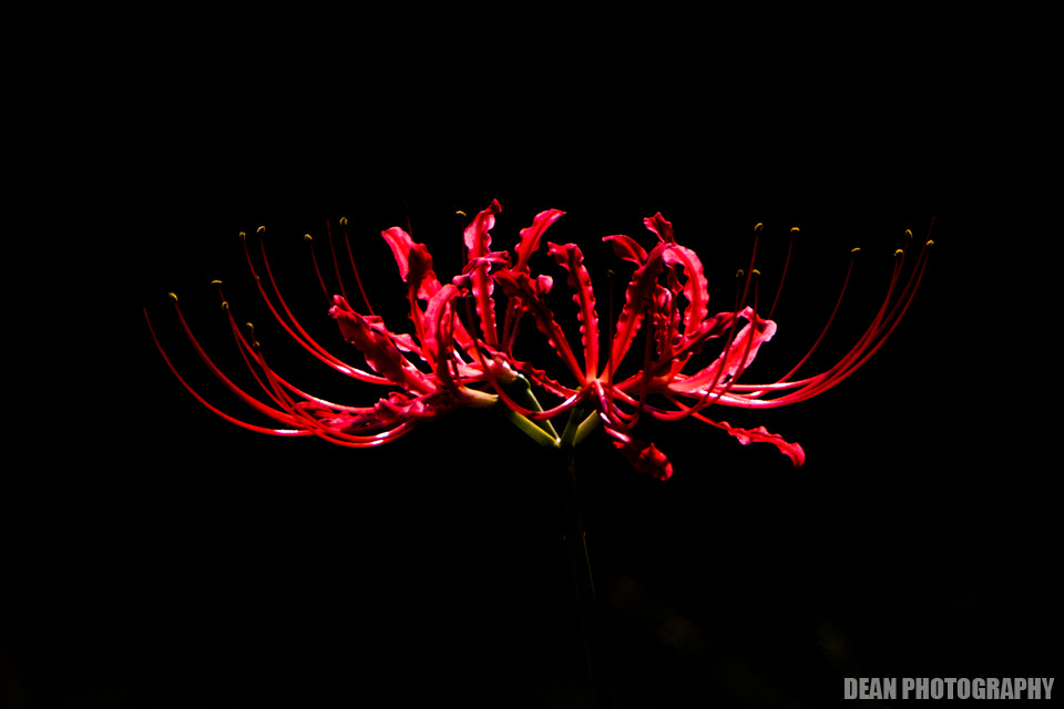Canon EOS-1D Mark IV sample photo. Flower photography