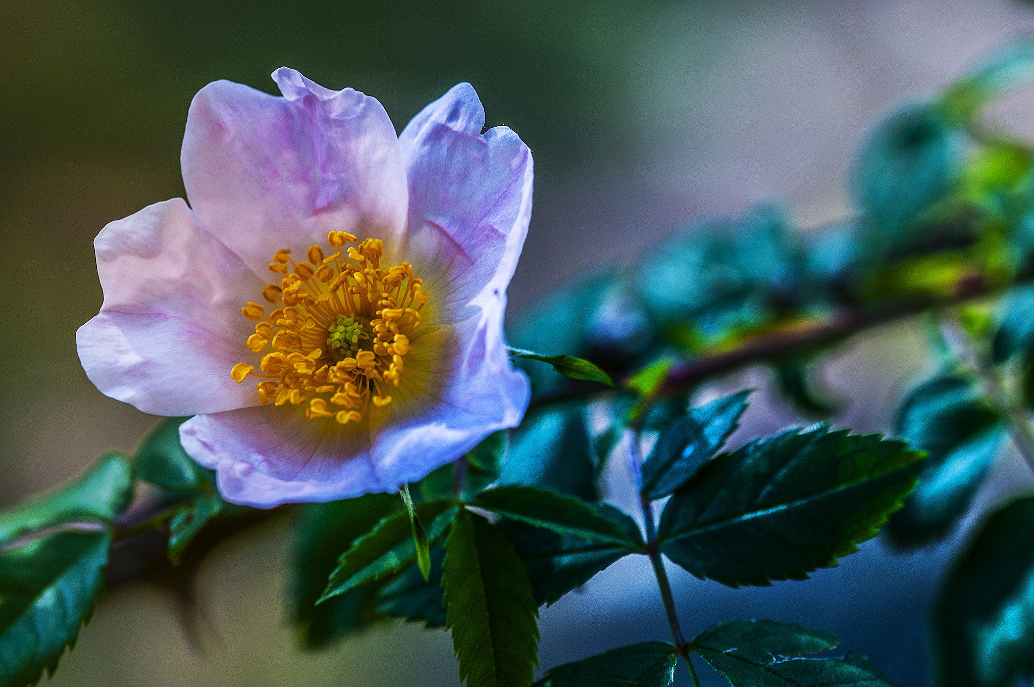 Sigma 105mm F2.8 EX DG OS HSM sample photo. A003 photography