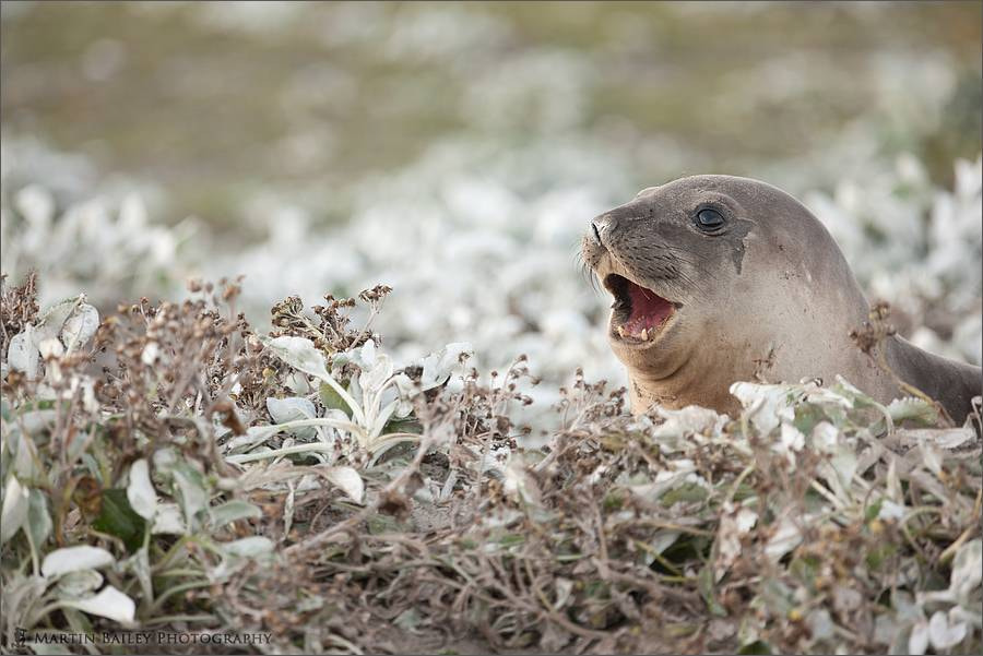 Elephant Seal Heaven by Martin Bailey on 500px.com