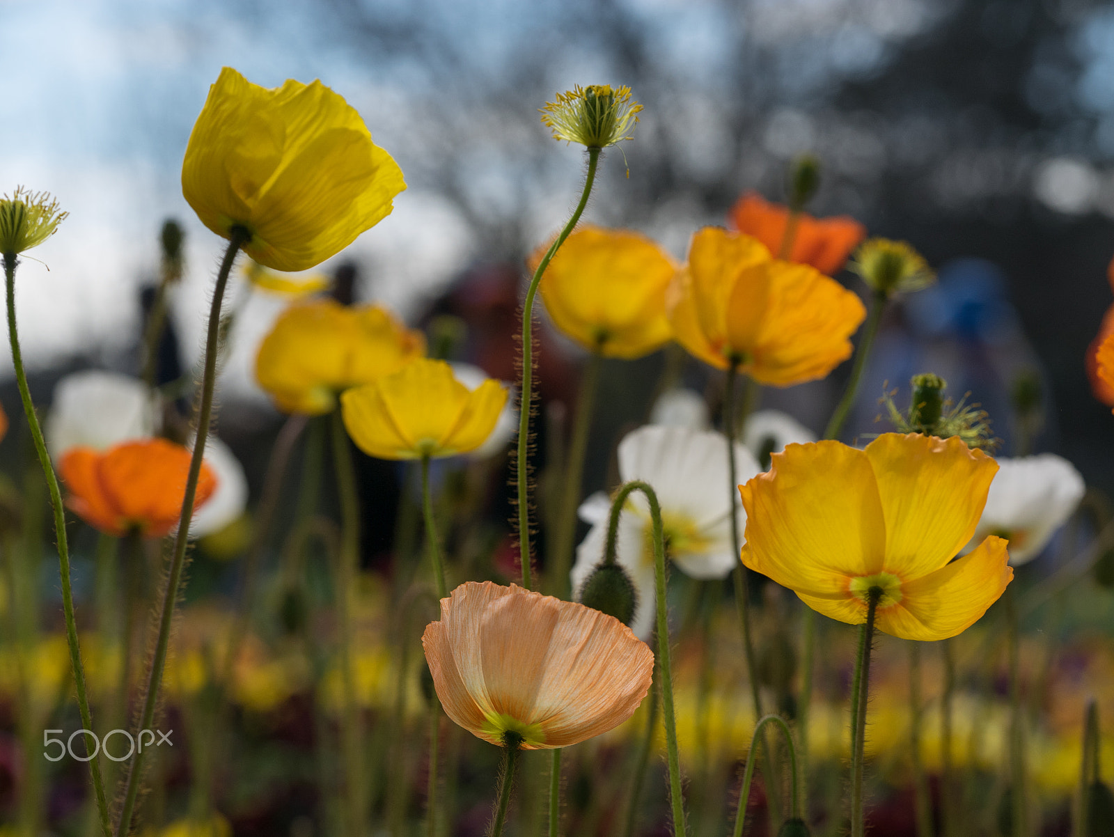 Panasonic DMC-GM1S + Olympus M.Zuiko Digital ED 60mm F2.8 Macro sample photo. Floriade 2016 -10 photography