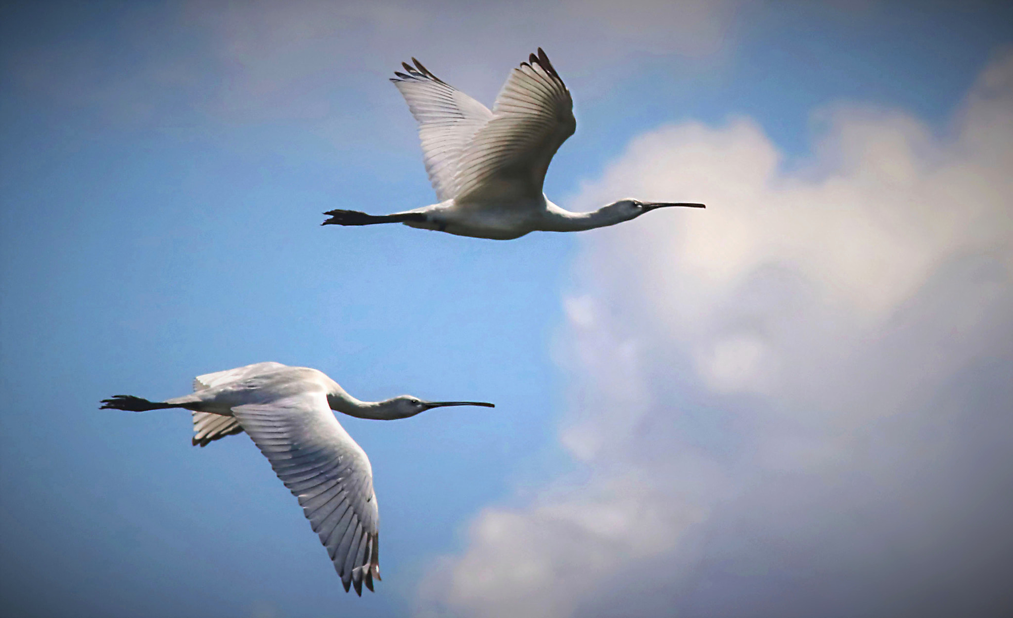 Canon EF 400mm F5.6L USM sample photo. Spoonbills going south photography