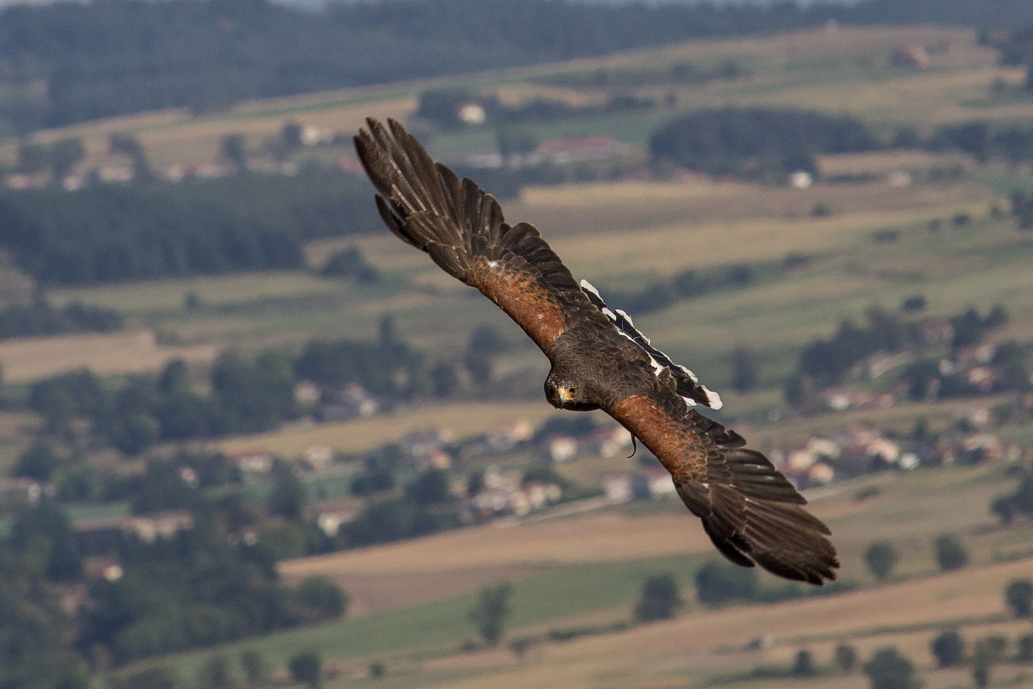 Canon EF-S 55-250mm F4-5.6 IS STM sample photo. Vol de rapace photography