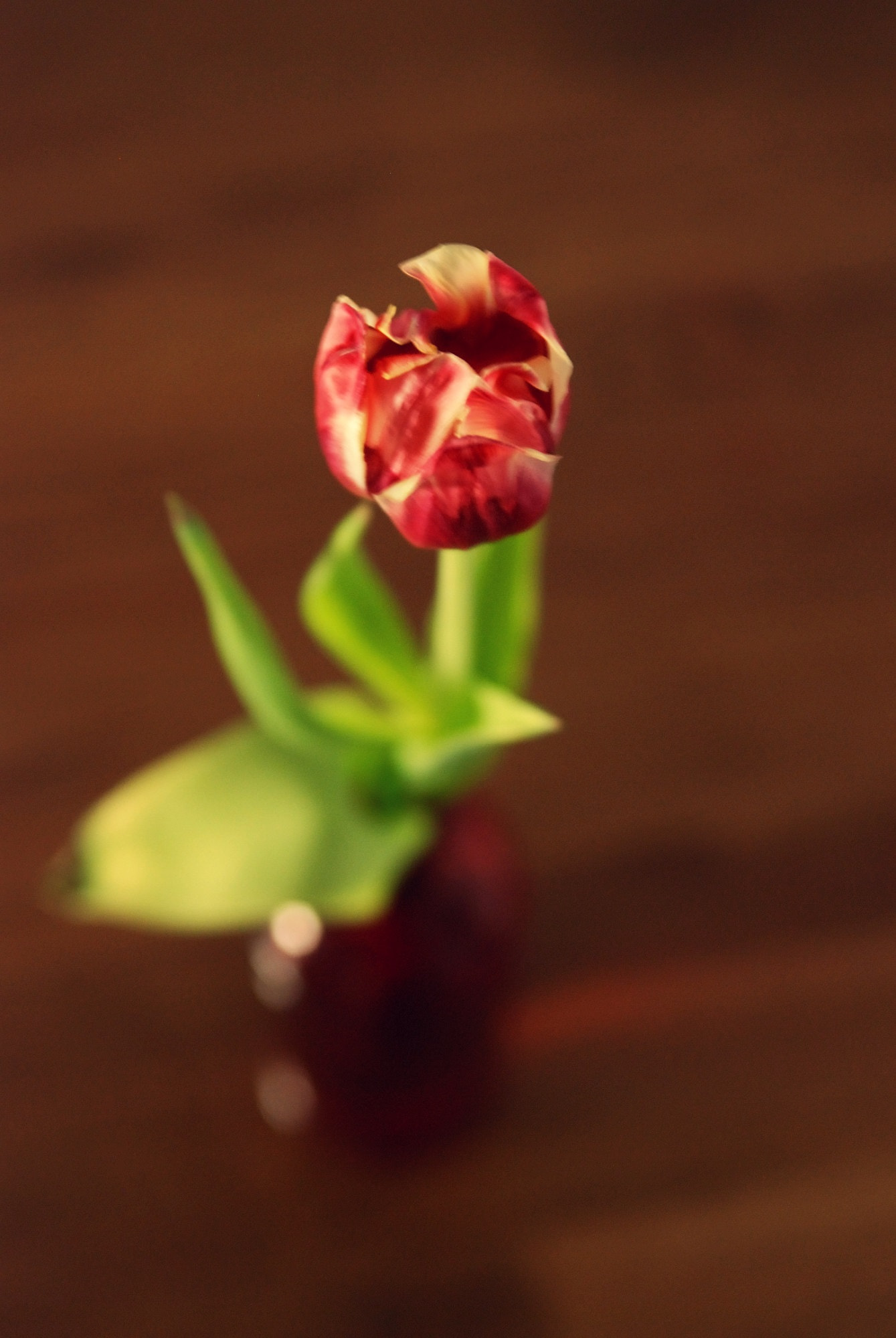 Nikon D80 sample photo. A tulip. photography