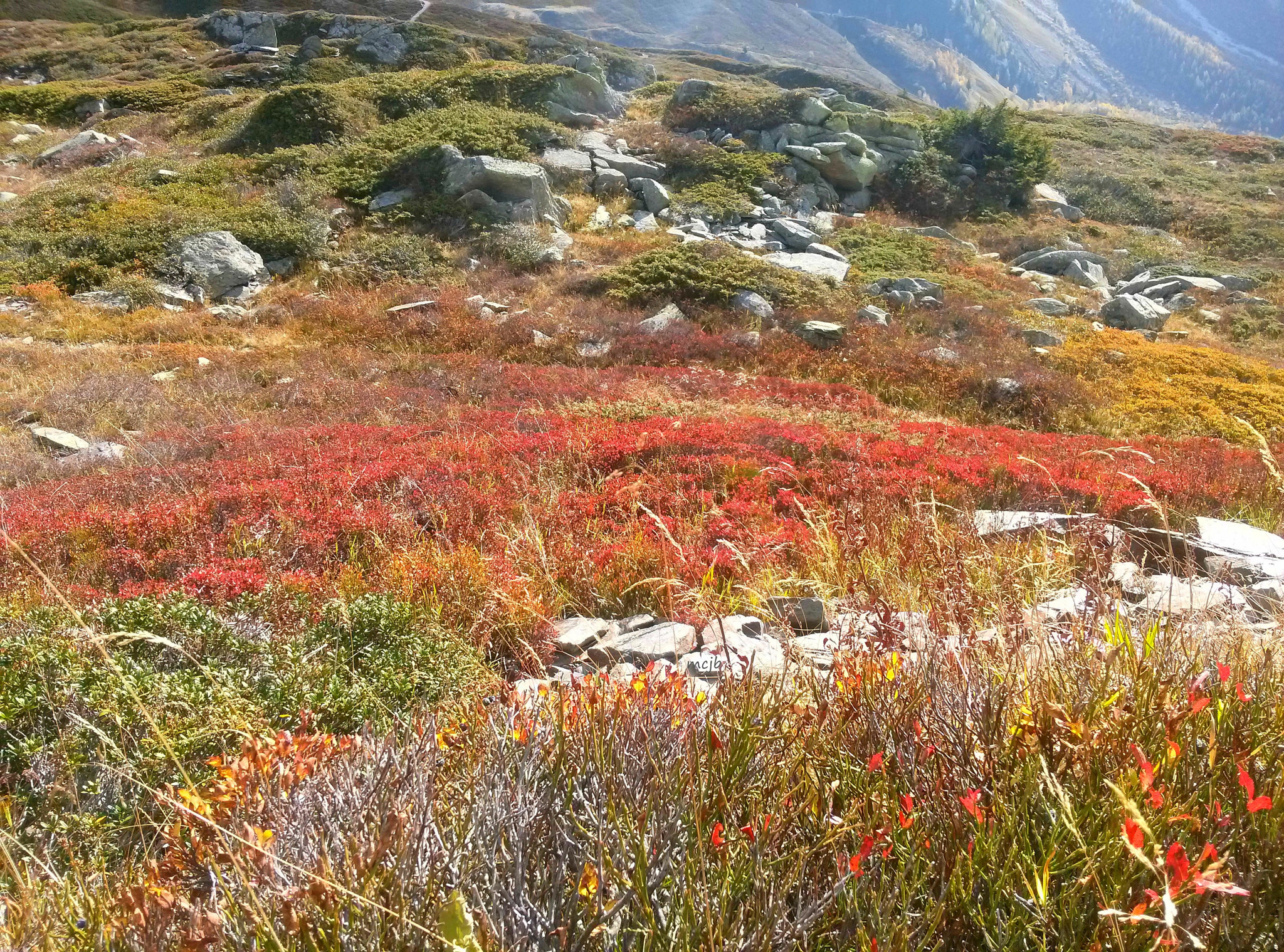 LG Optimus G sample photo. Couleurs d'automne sur les myrtilles  blueberries photography