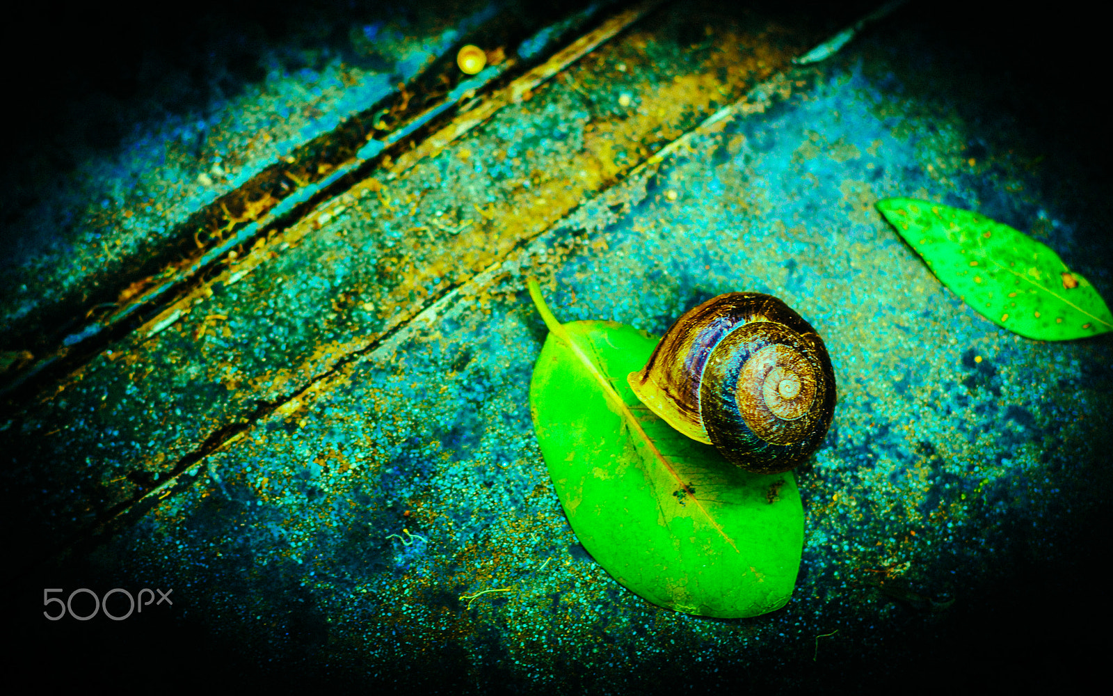 Sony a7R II + Canon EF 50mm F1.4 USM sample photo. Shy snail photography