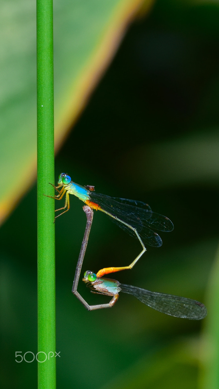 Nikon D750 + Sigma 150mm F2.8 EX DG OS Macro HSM sample photo. 24871078520.jpg photography