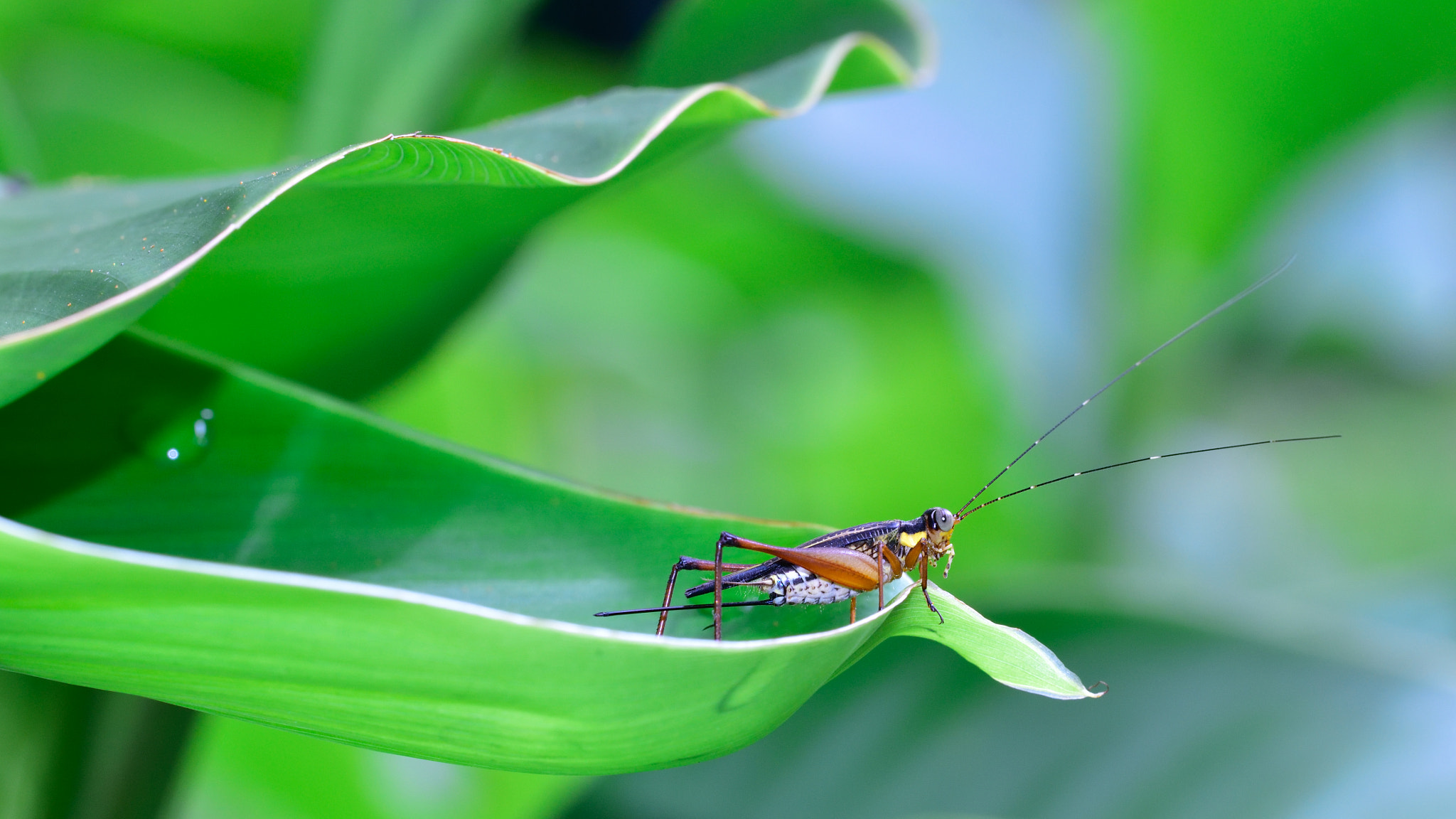 Nikon D750 + Sigma 150mm F2.8 EX DG OS Macro HSM sample photo. 25140363506.jpg photography