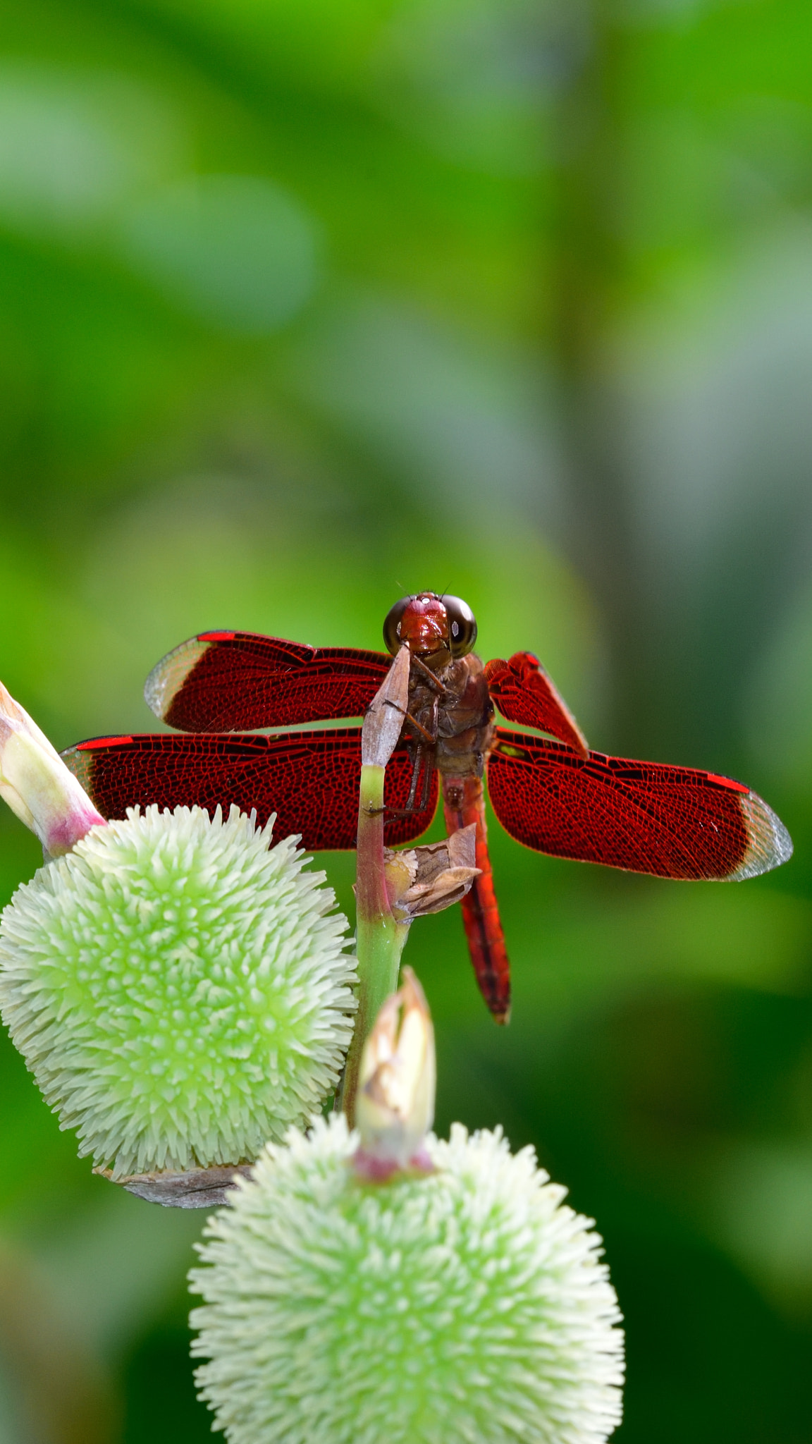 Nikon D750 + Sigma 150mm F2.8 EX DG OS Macro HSM sample photo. 24798993049.jpg photography