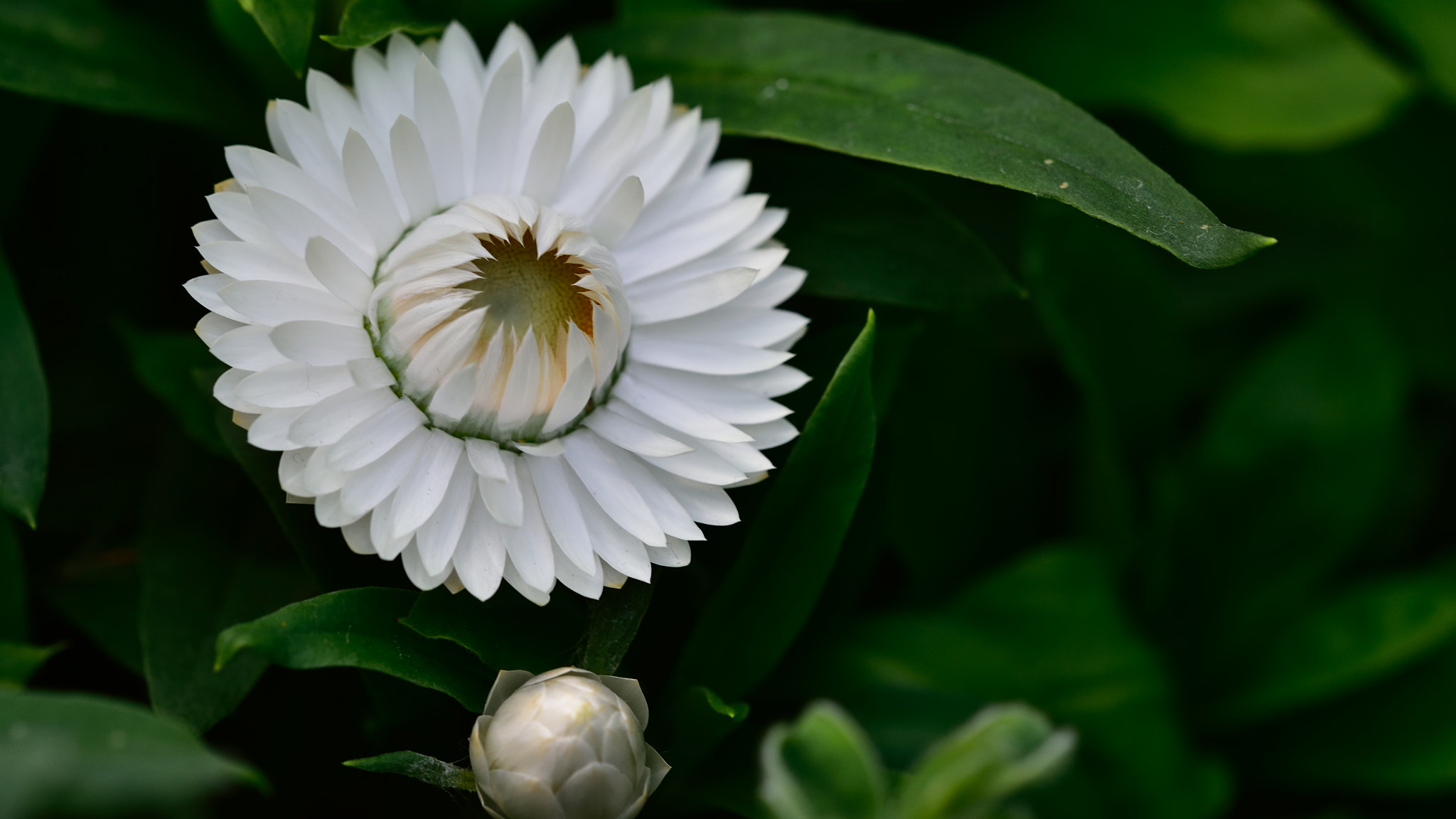 Nikon D750 + Sigma 150mm F2.8 EX DG OS Macro HSM sample photo. 25062646866.jpg photography