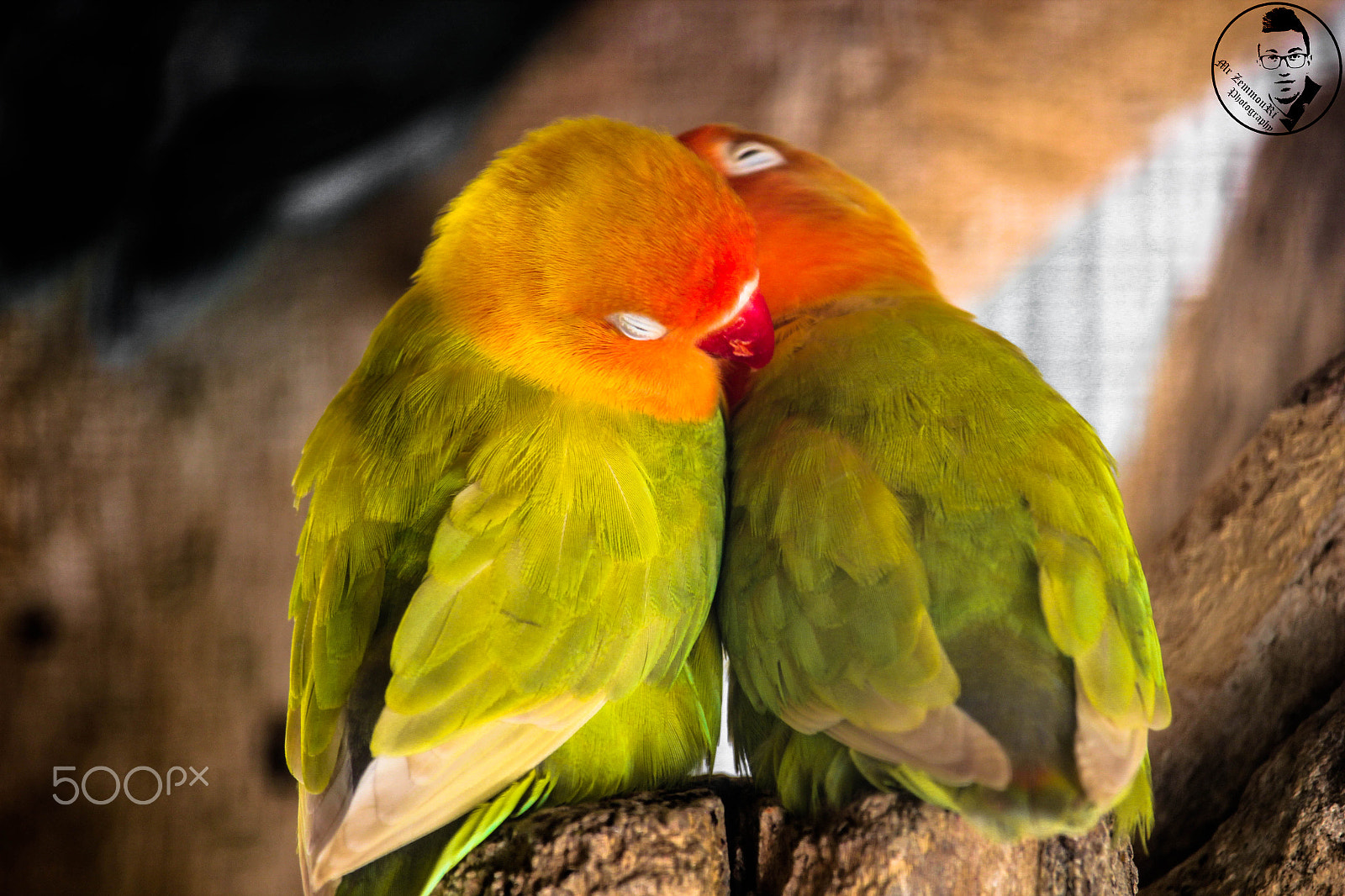Canon EF-S 55-250mm F4-5.6 IS STM sample photo. Fischer's lovebird couple photography