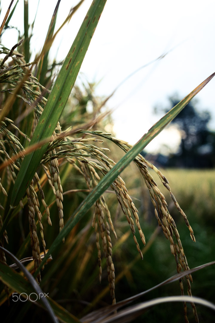 Canon EF-S 24mm F2.8 STM sample photo. Pare photography