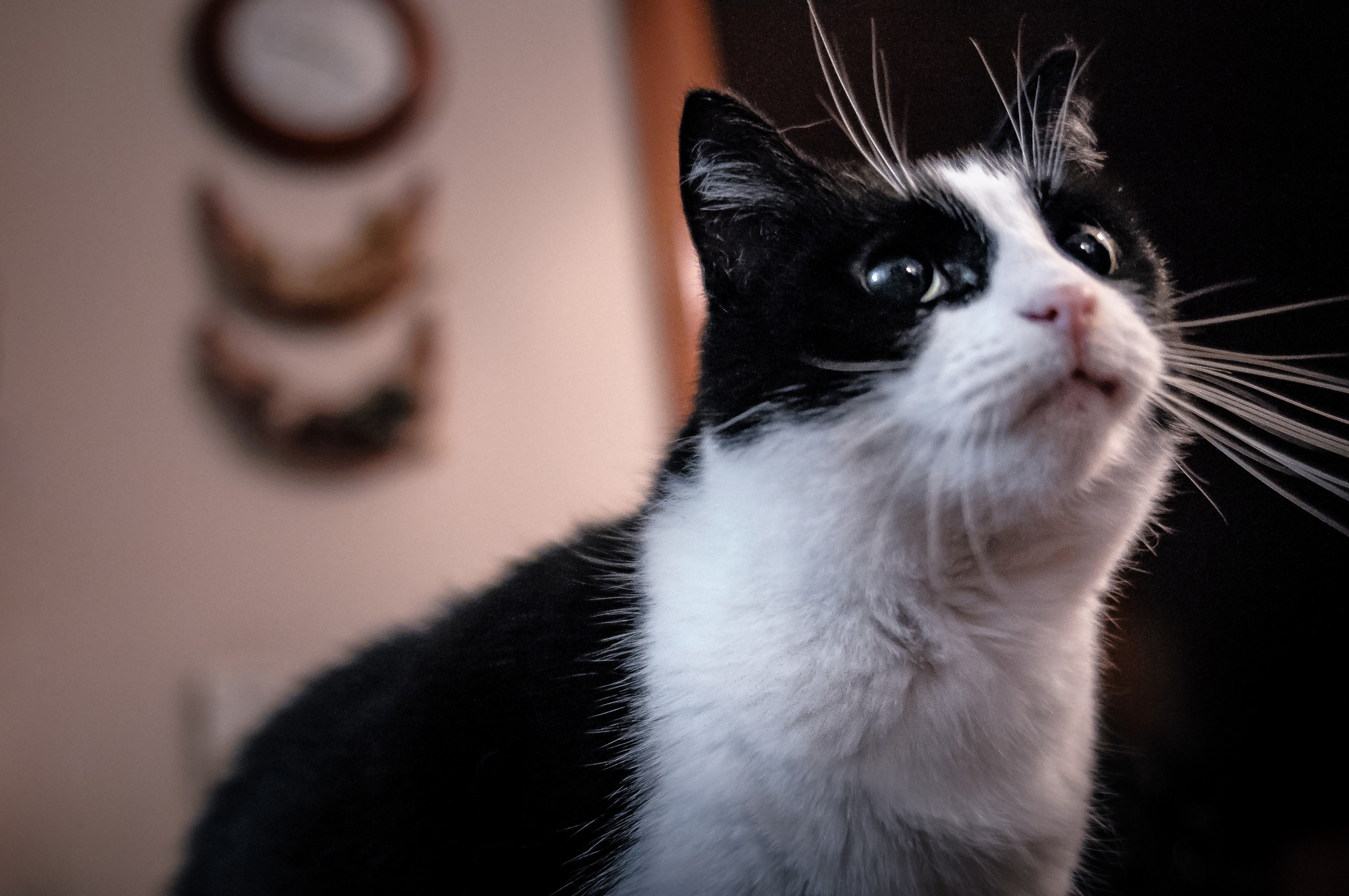 Sigma 24-70mm F2.8 EX DG HSM sample photo. Kitty photography