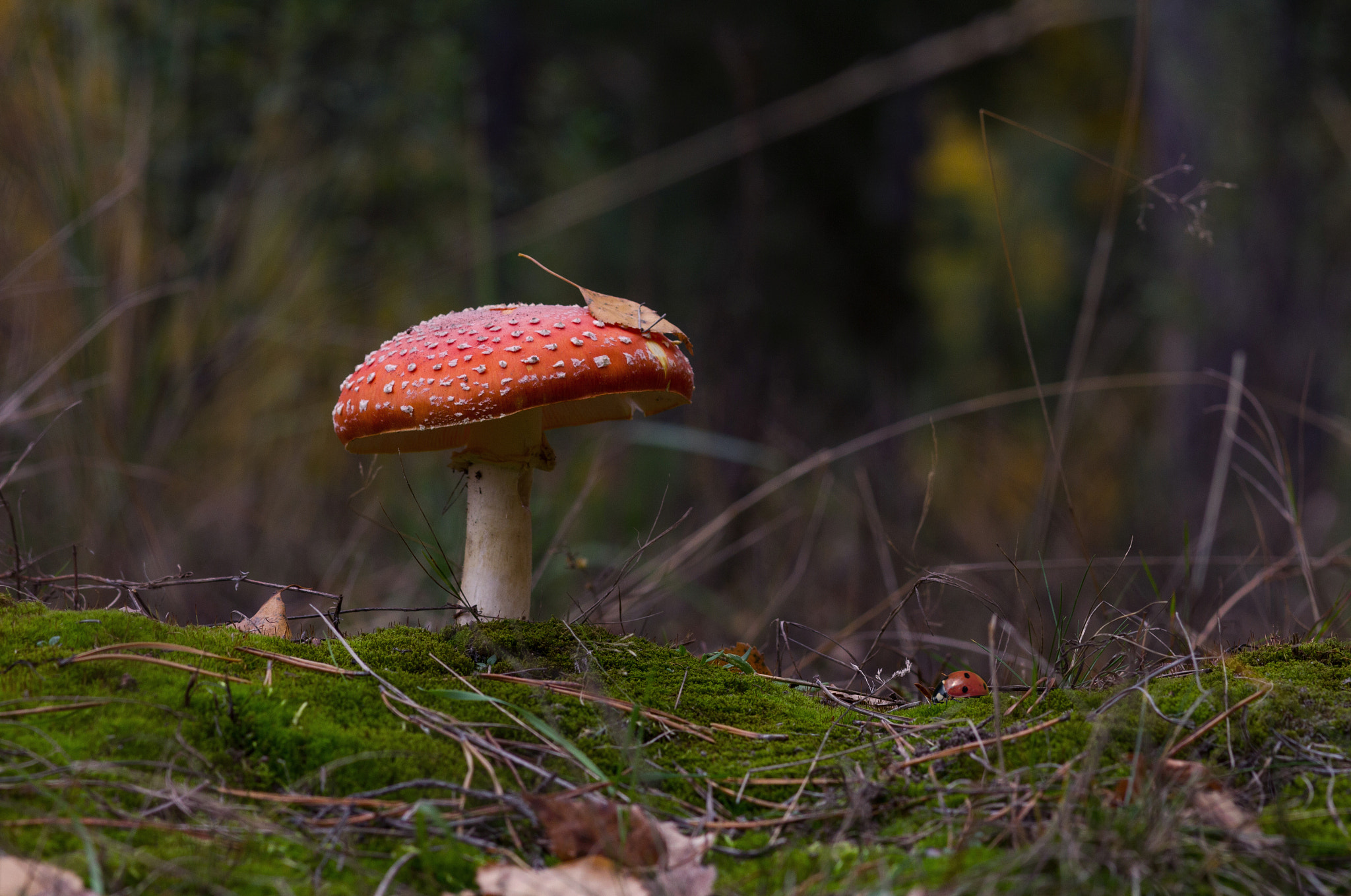Sigma 85mm F1.4 EX DG HSM sample photo. Born to live.. photography