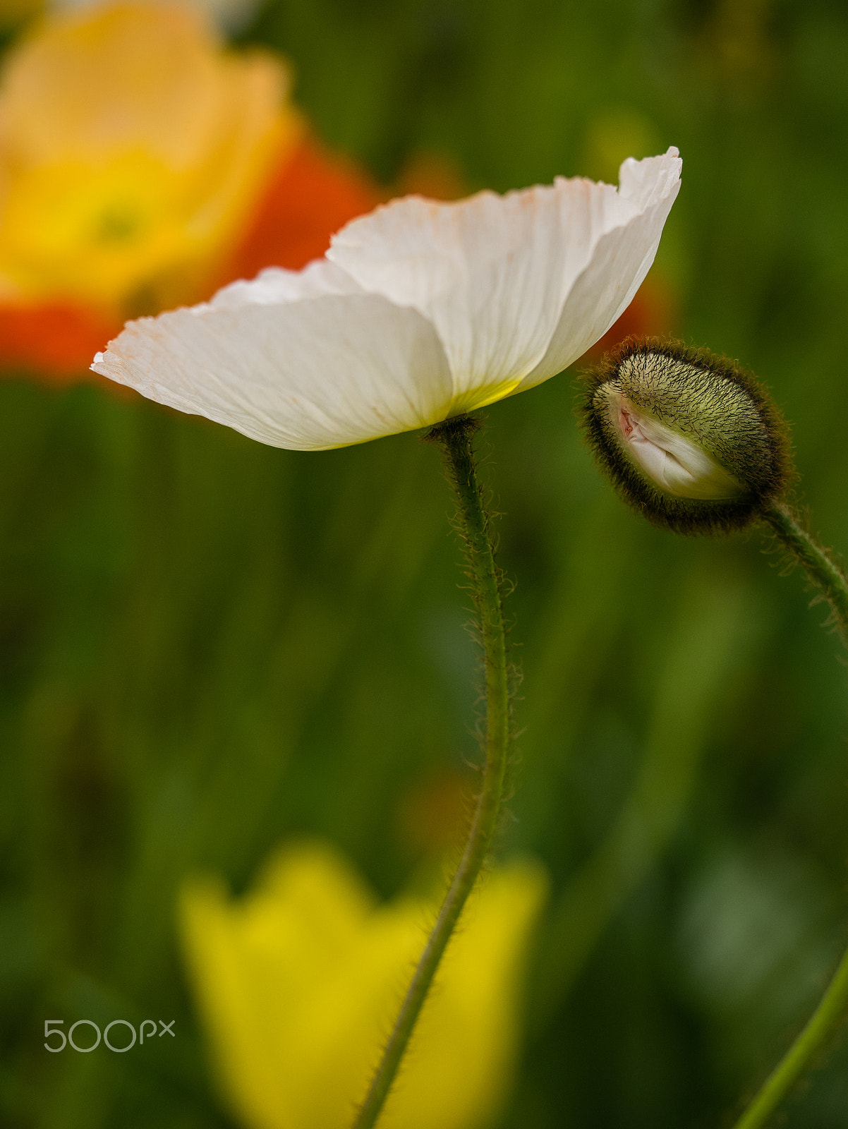 Panasonic DMC-GM1S + Olympus M.Zuiko Digital ED 60mm F2.8 Macro sample photo. Floriade 2016 -11 photography