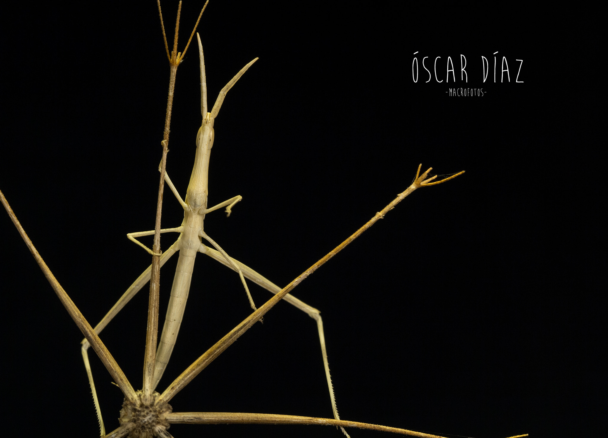 Canon EOS 60D + Canon EF 100mm F2.8L Macro IS USM sample photo. Saltamonte narigudo photography