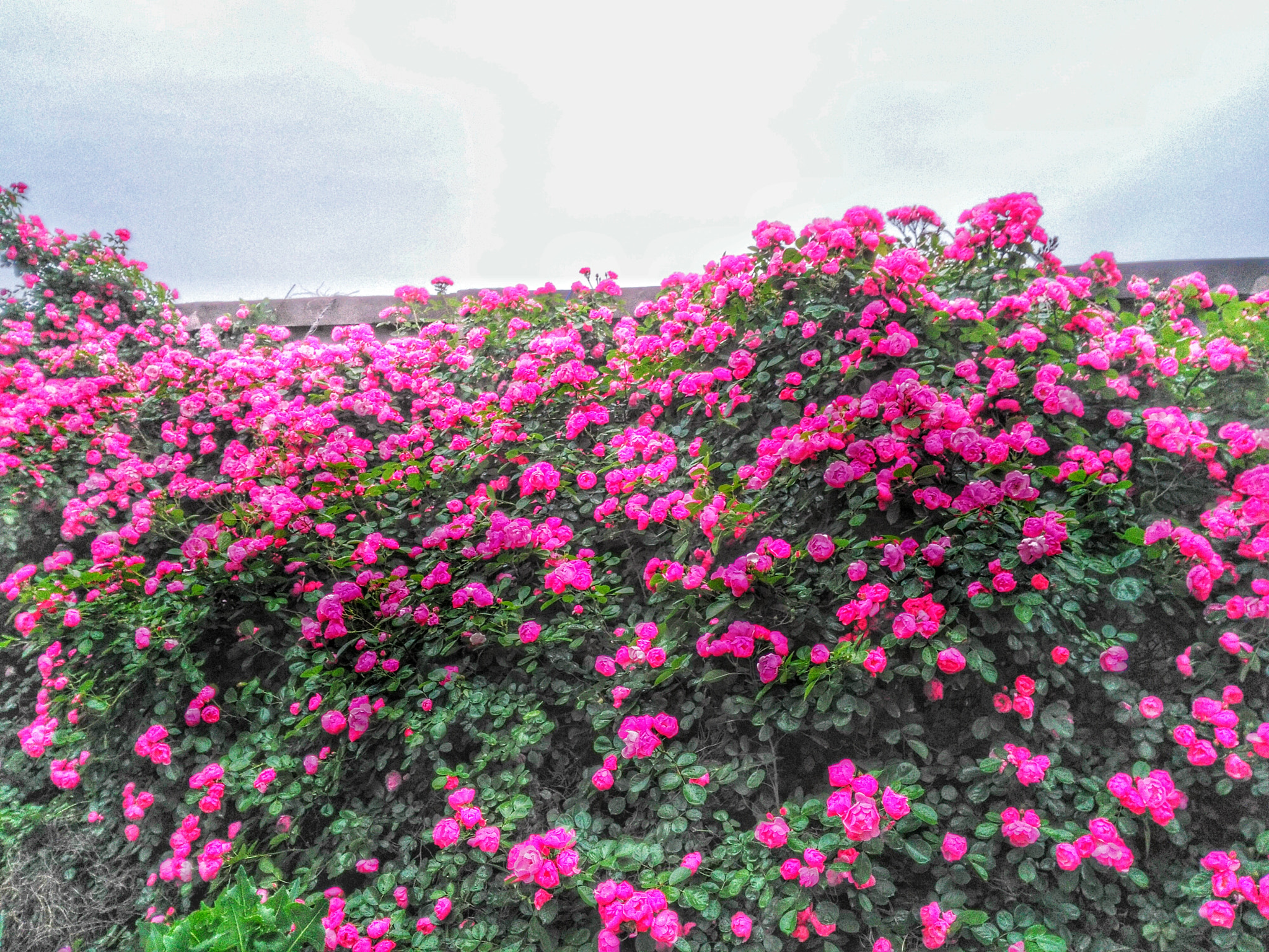 HUAWEI Che1-CL20 sample photo. 花开半夏 photography
