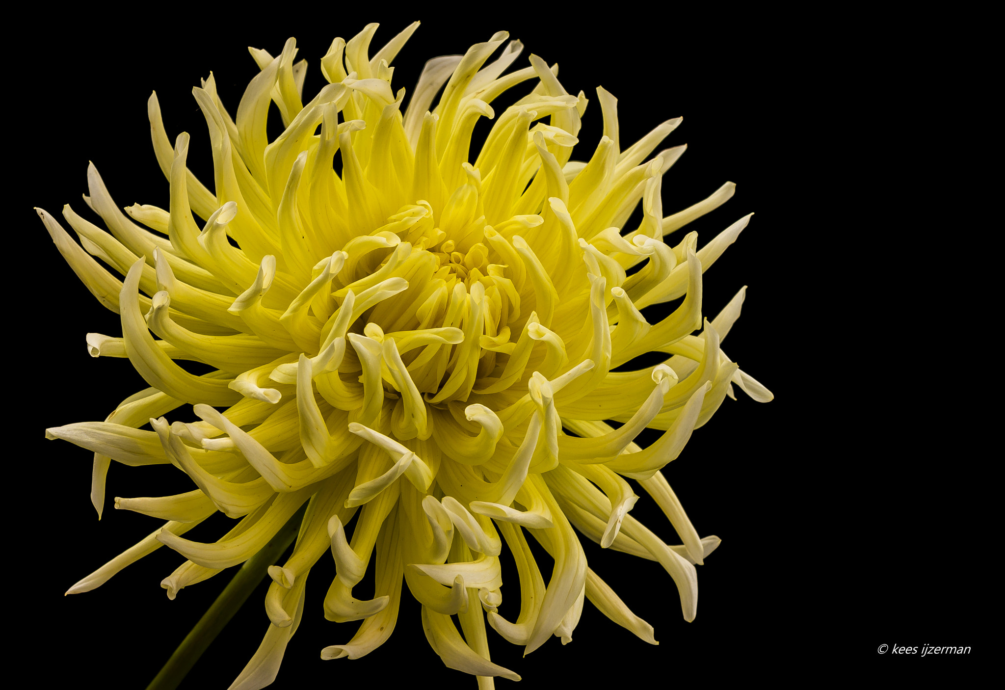 Sony SLT-A77 + Sony 100mm F2.8 Macro sample photo. Dahlia. photography