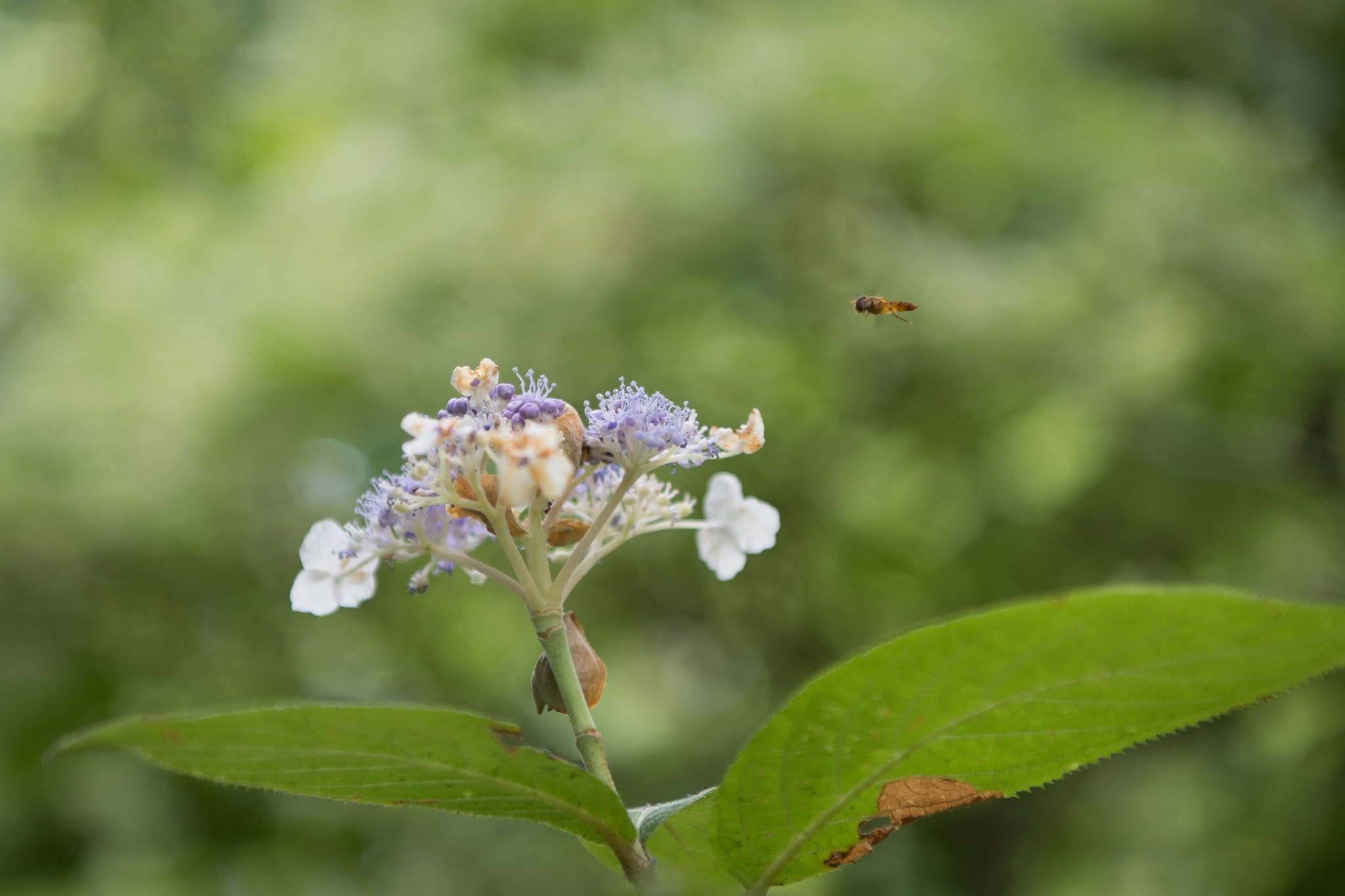 Nikon D5 + Nikon AF-S Nikkor 24-70mm F2.8E ED VR sample photo. Gathering photography